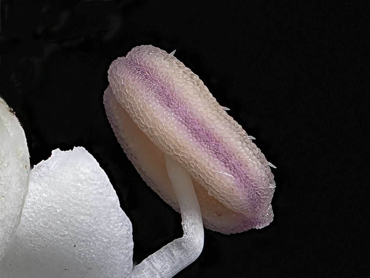 Pistillo di Ligustrum