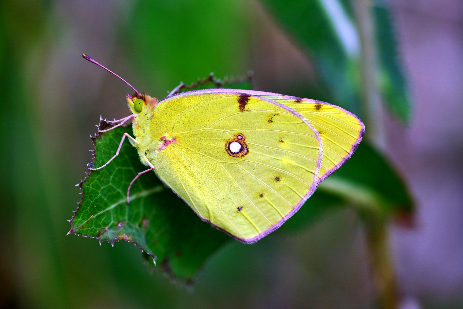Colias crocea