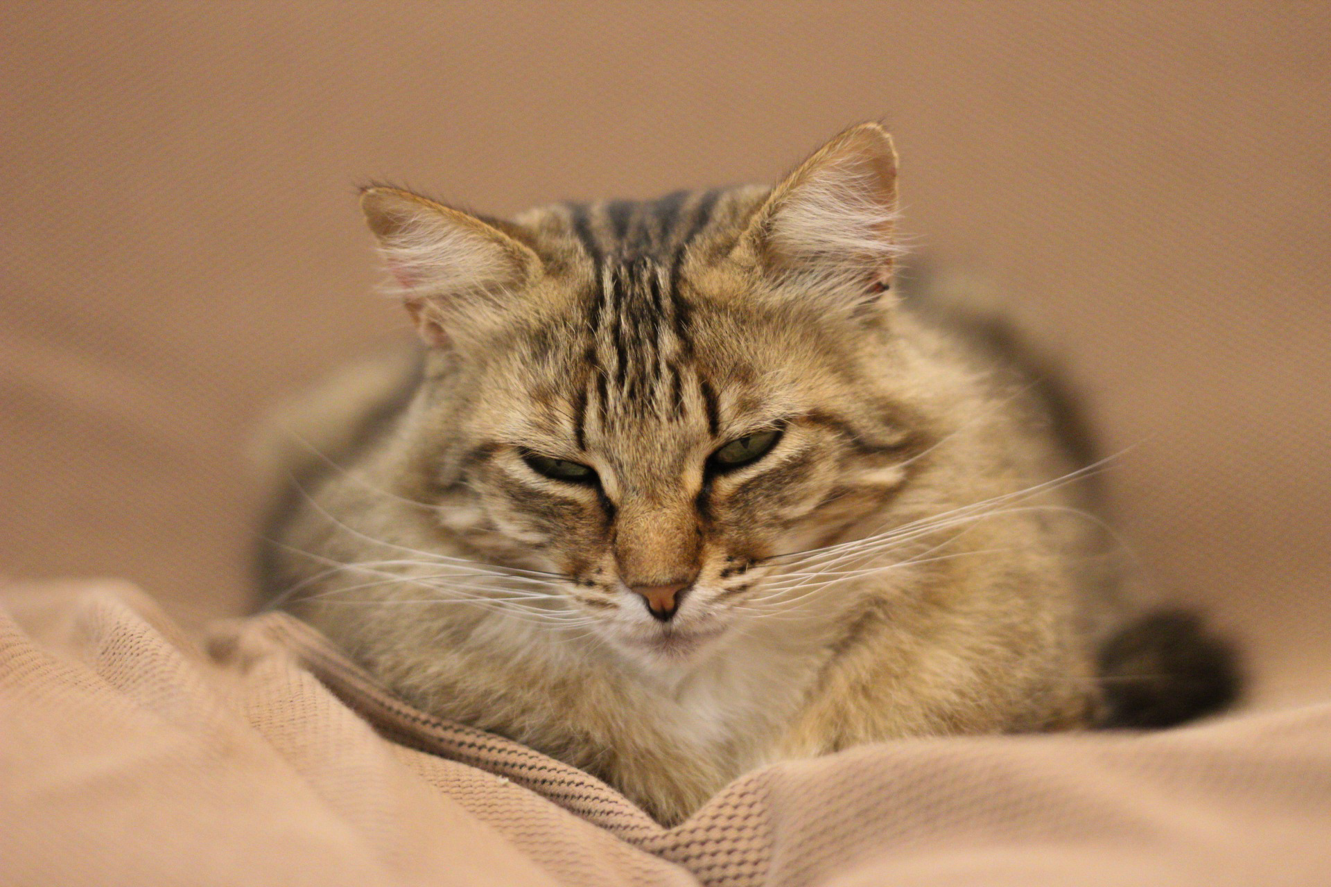 Brunhilde on the sofa