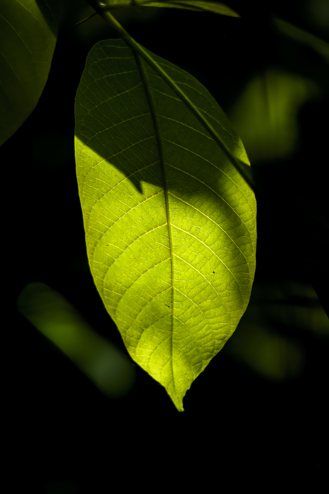 Spring foliage