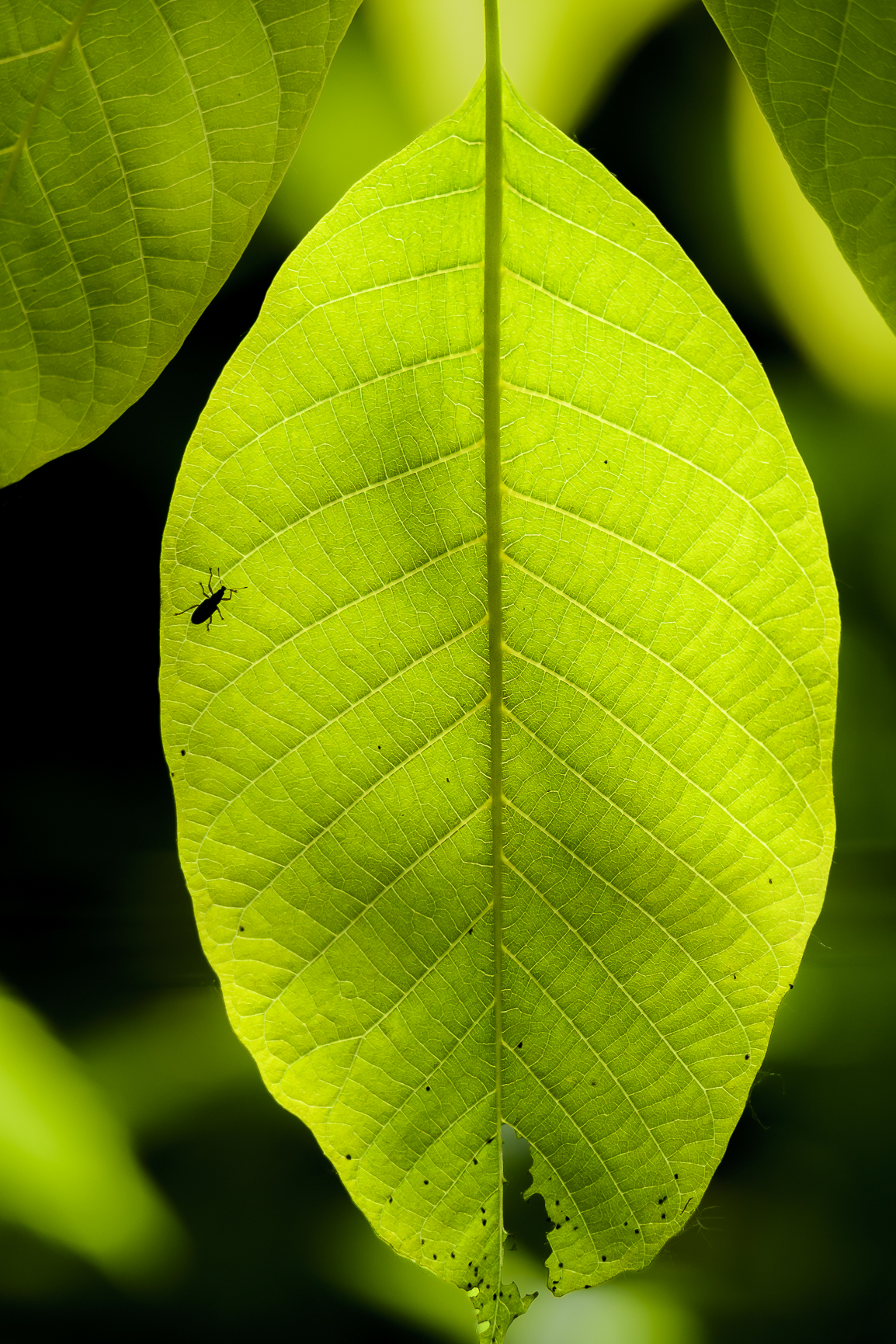 Spring Foliage 2