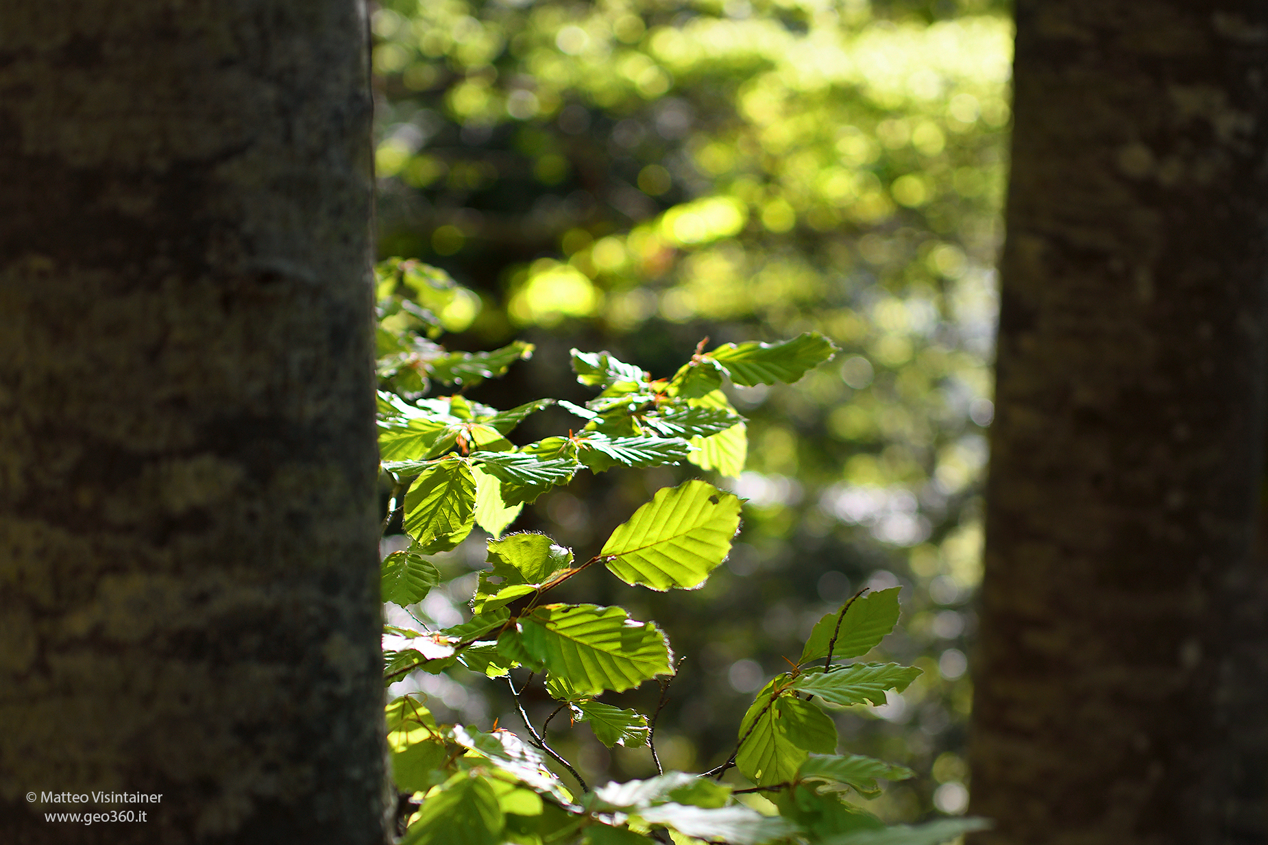 Photosynthesis is underestimated
