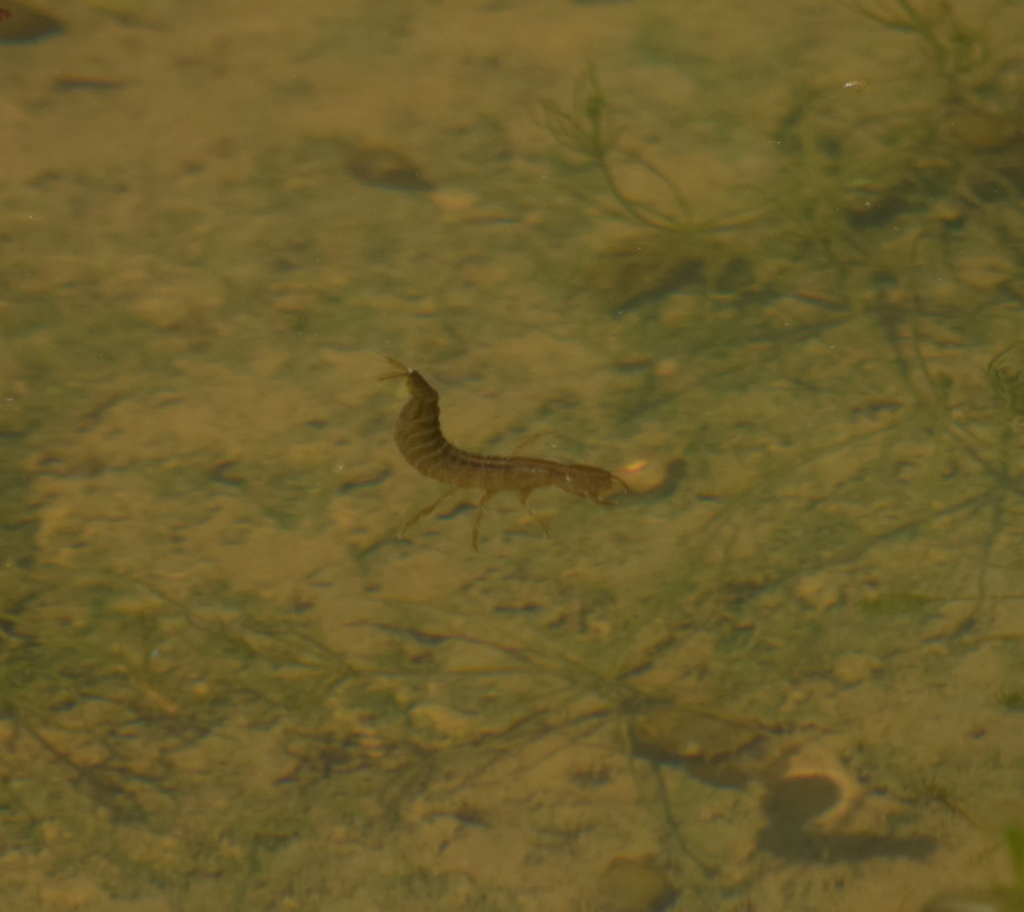 Ditiscus larva