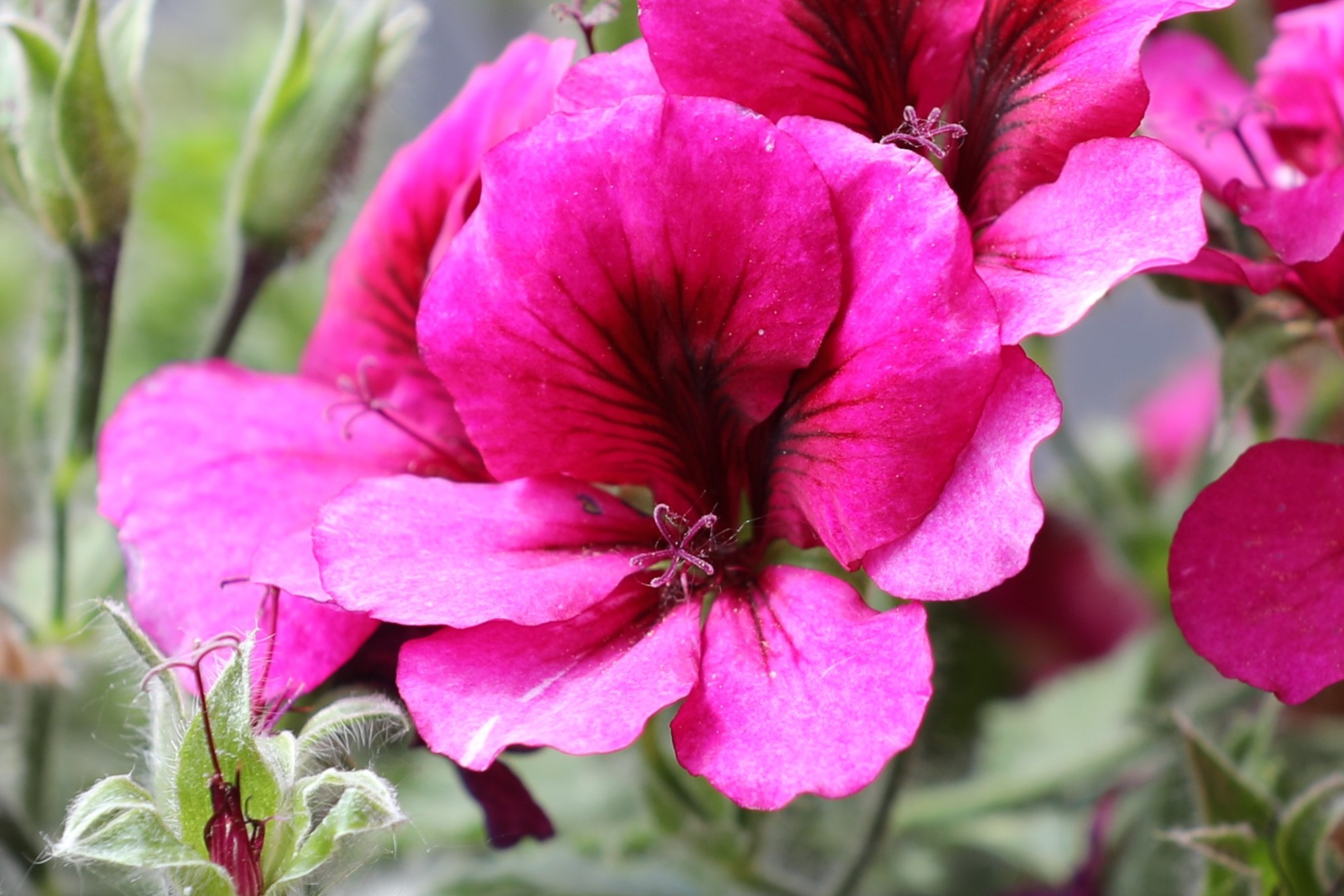 Imperial geraniums