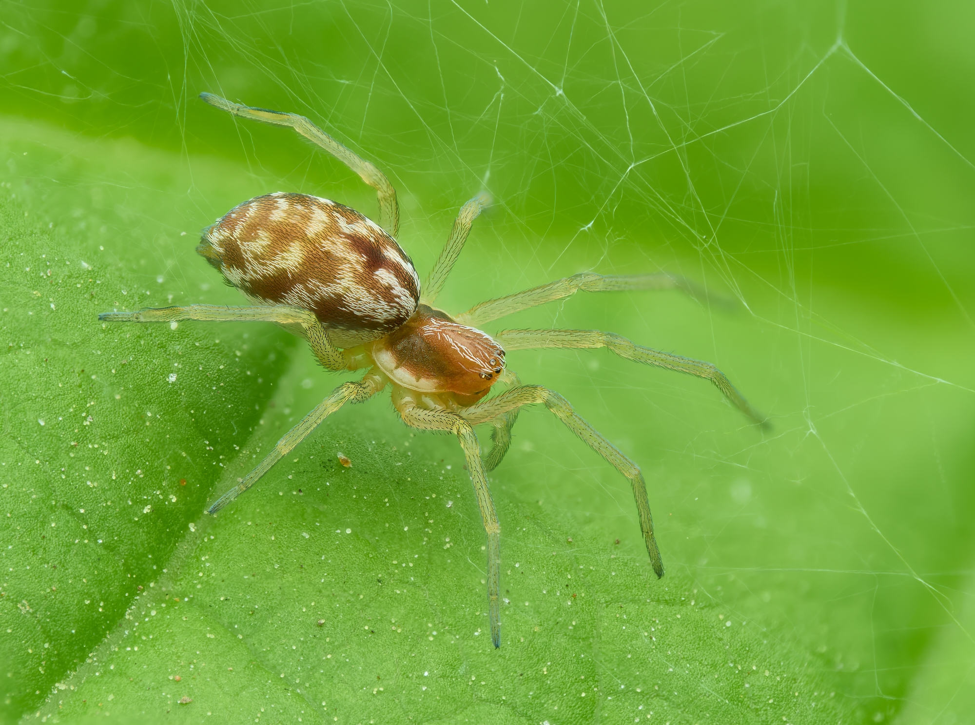 Nigma flavescens