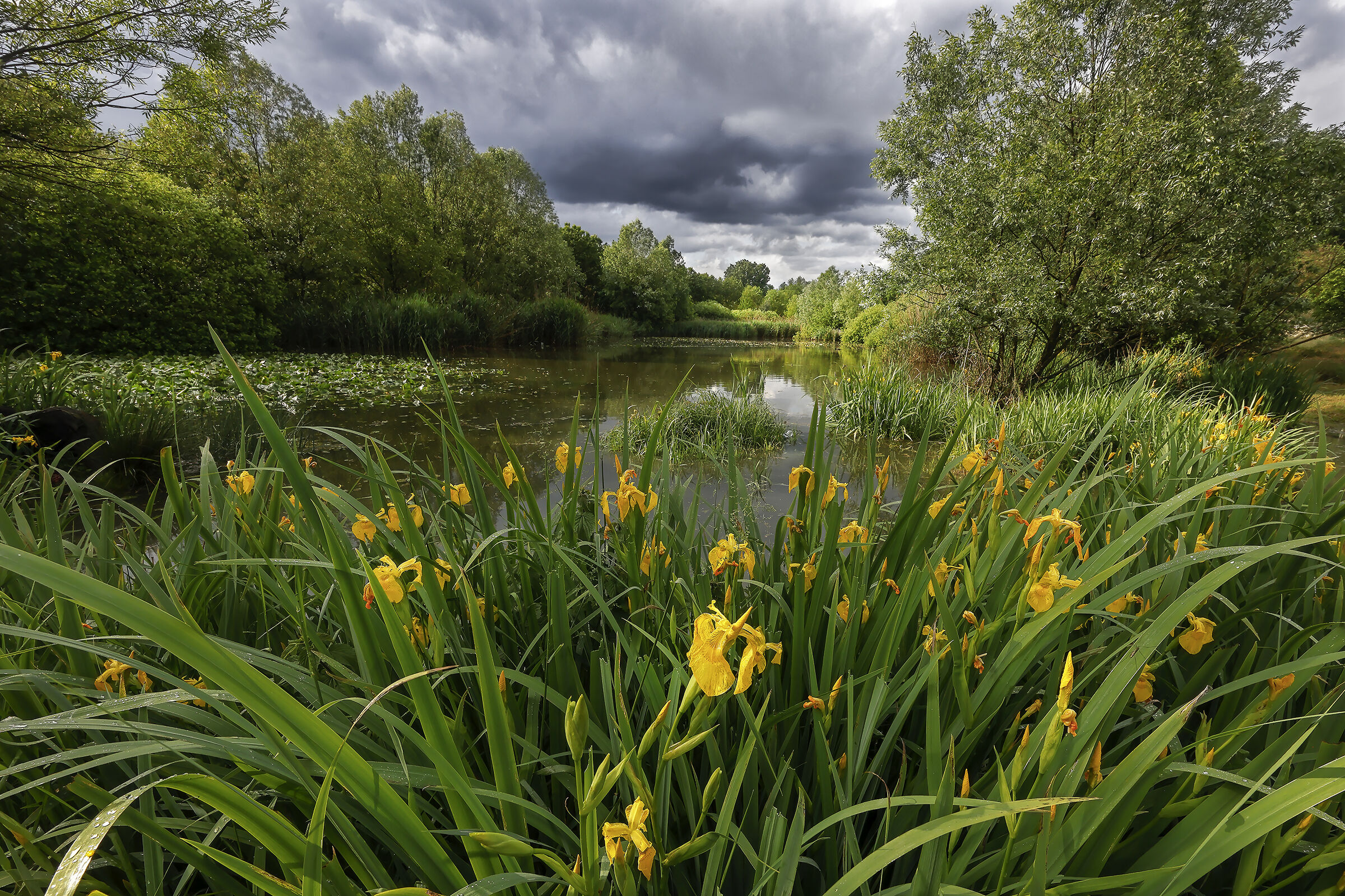 Yellow Iris Bloom