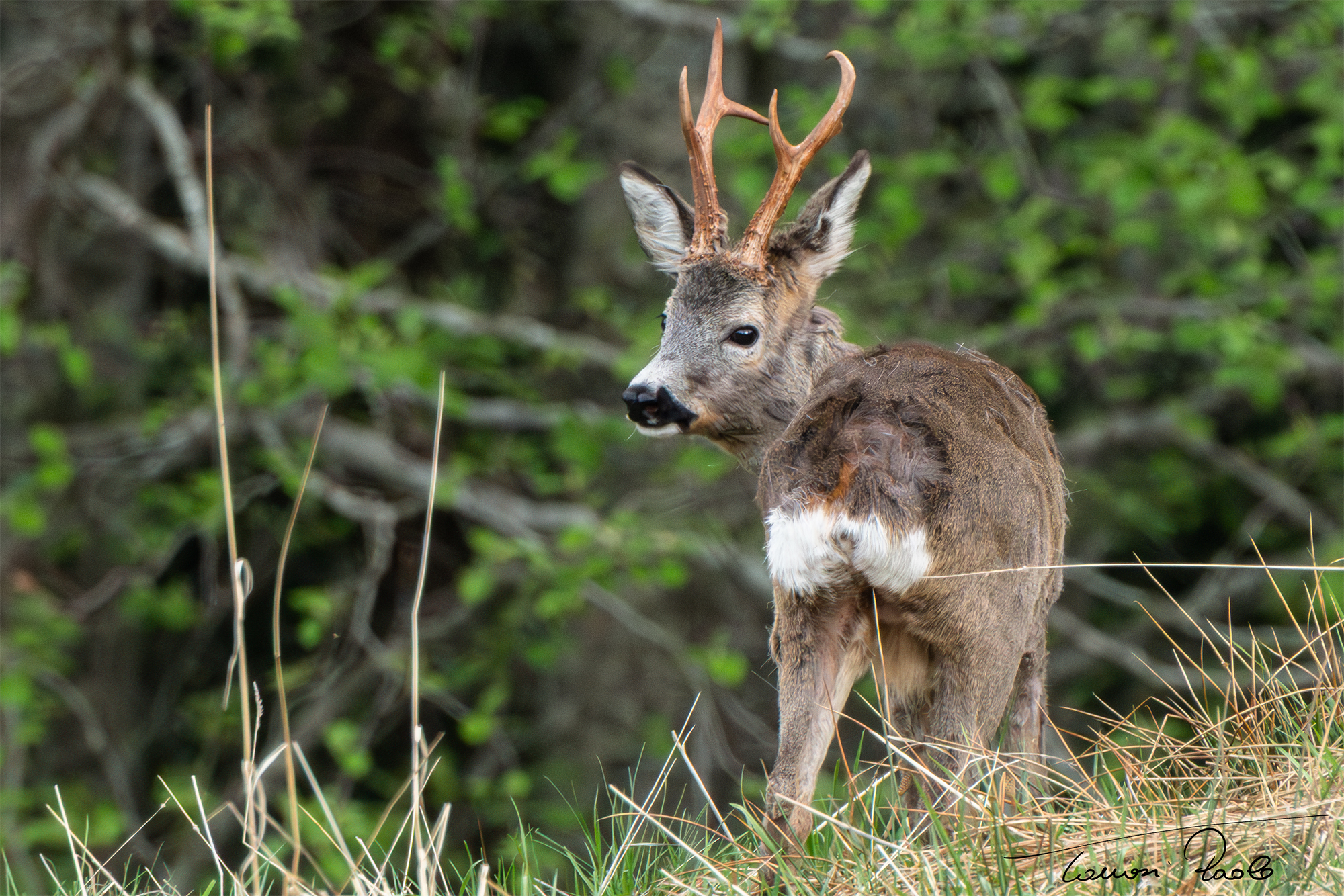 Capriolo