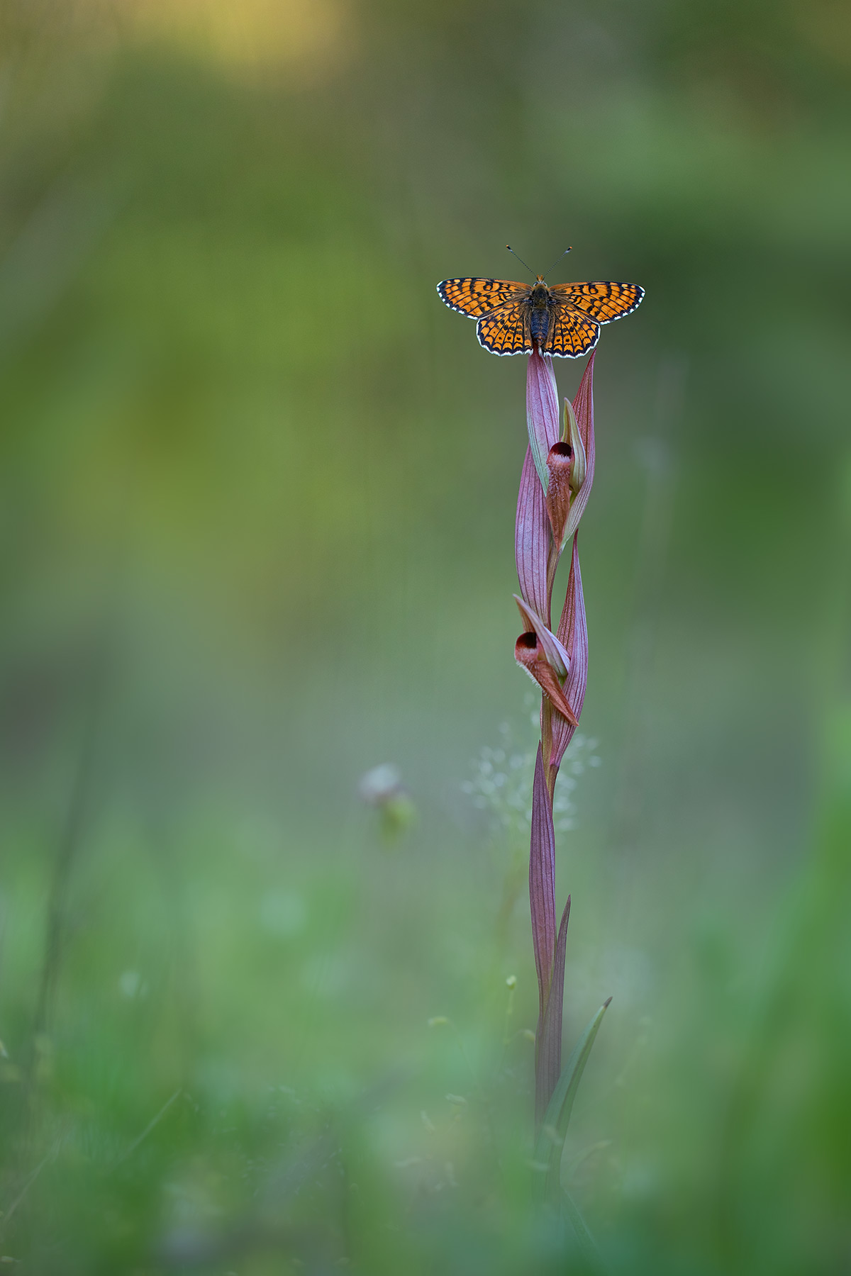 Melitaea cinxia su serapias
