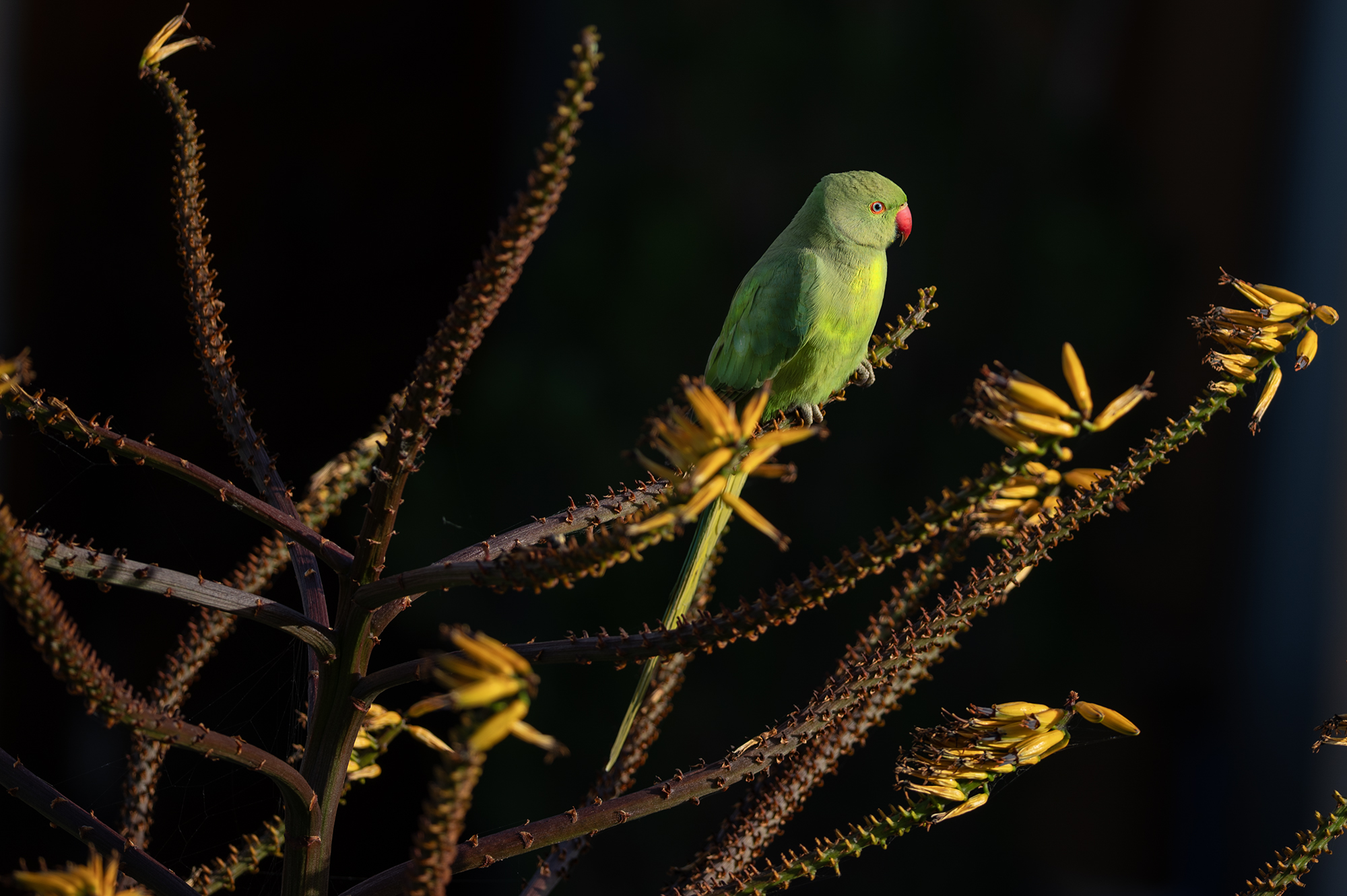 Parakeet