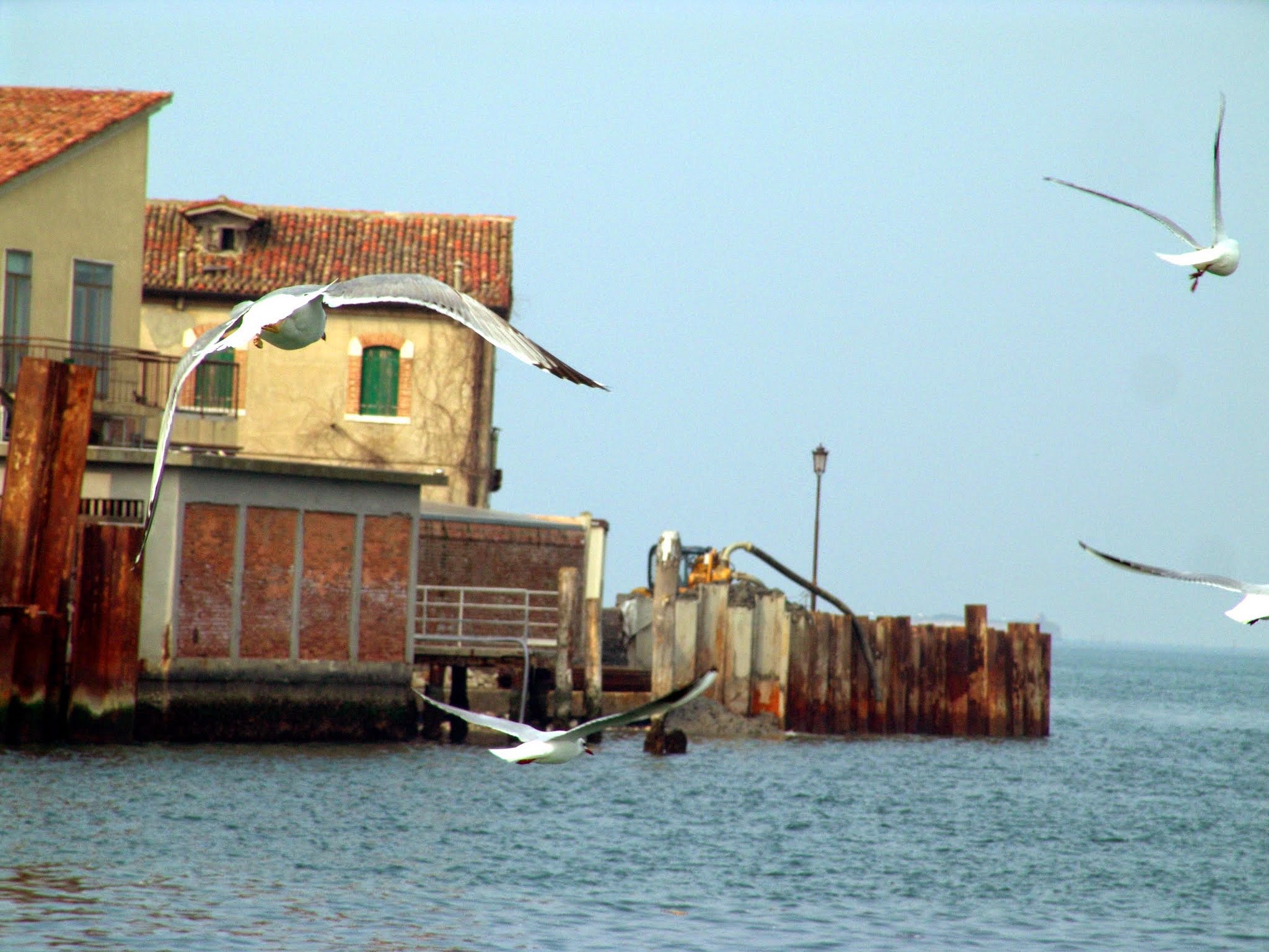 Volo