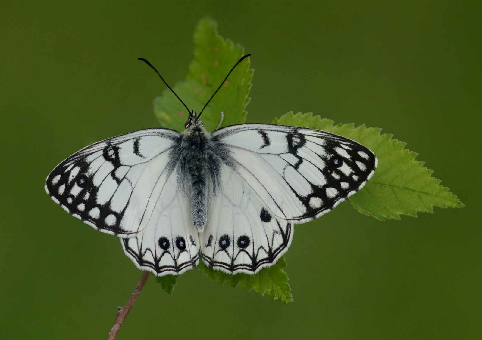 Melanargia arge