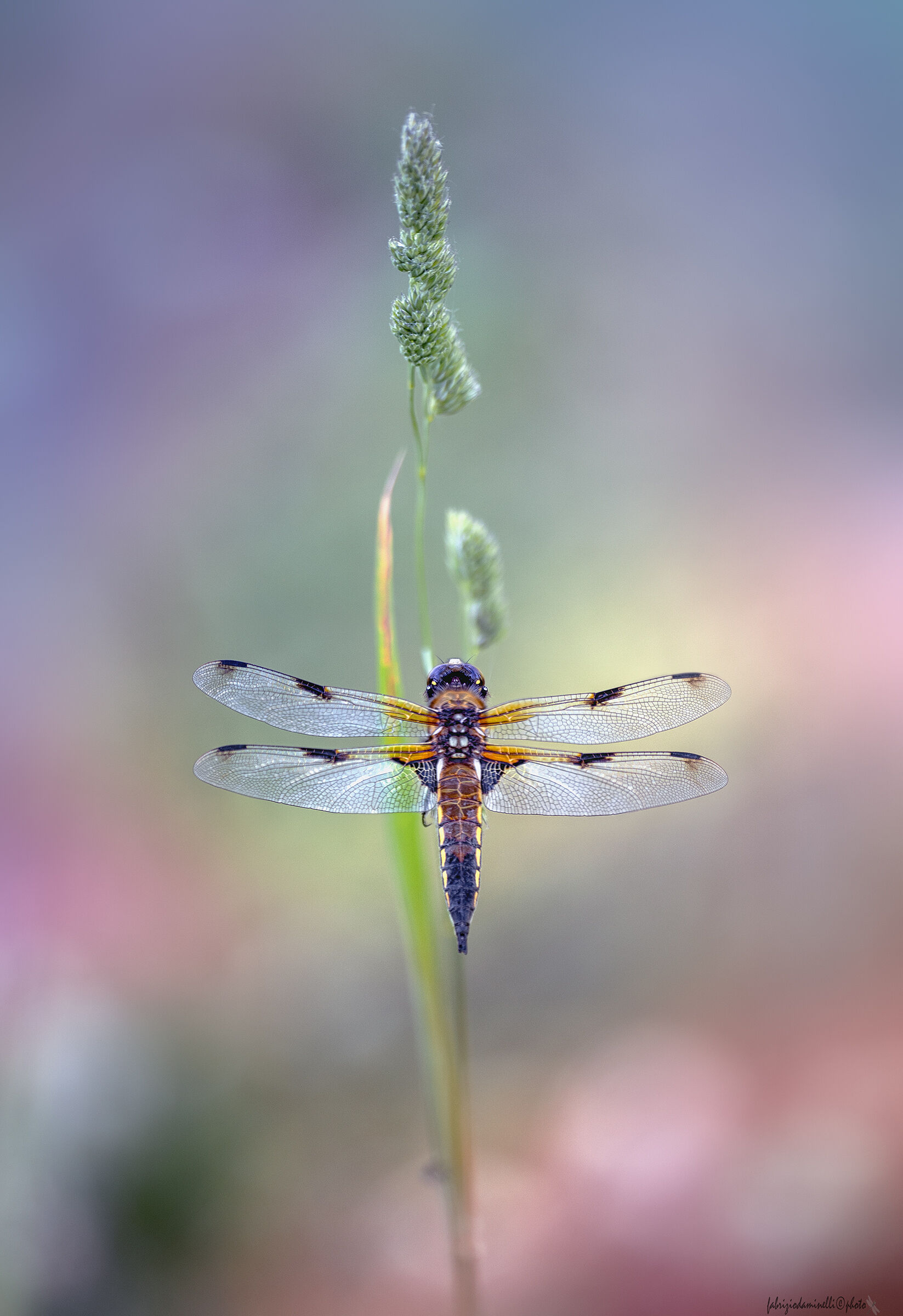 Libellula quadrimaculata