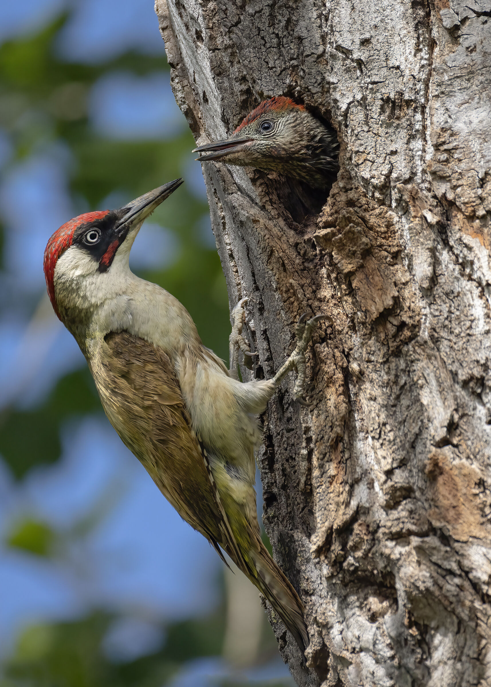 Woodpecker vrtde