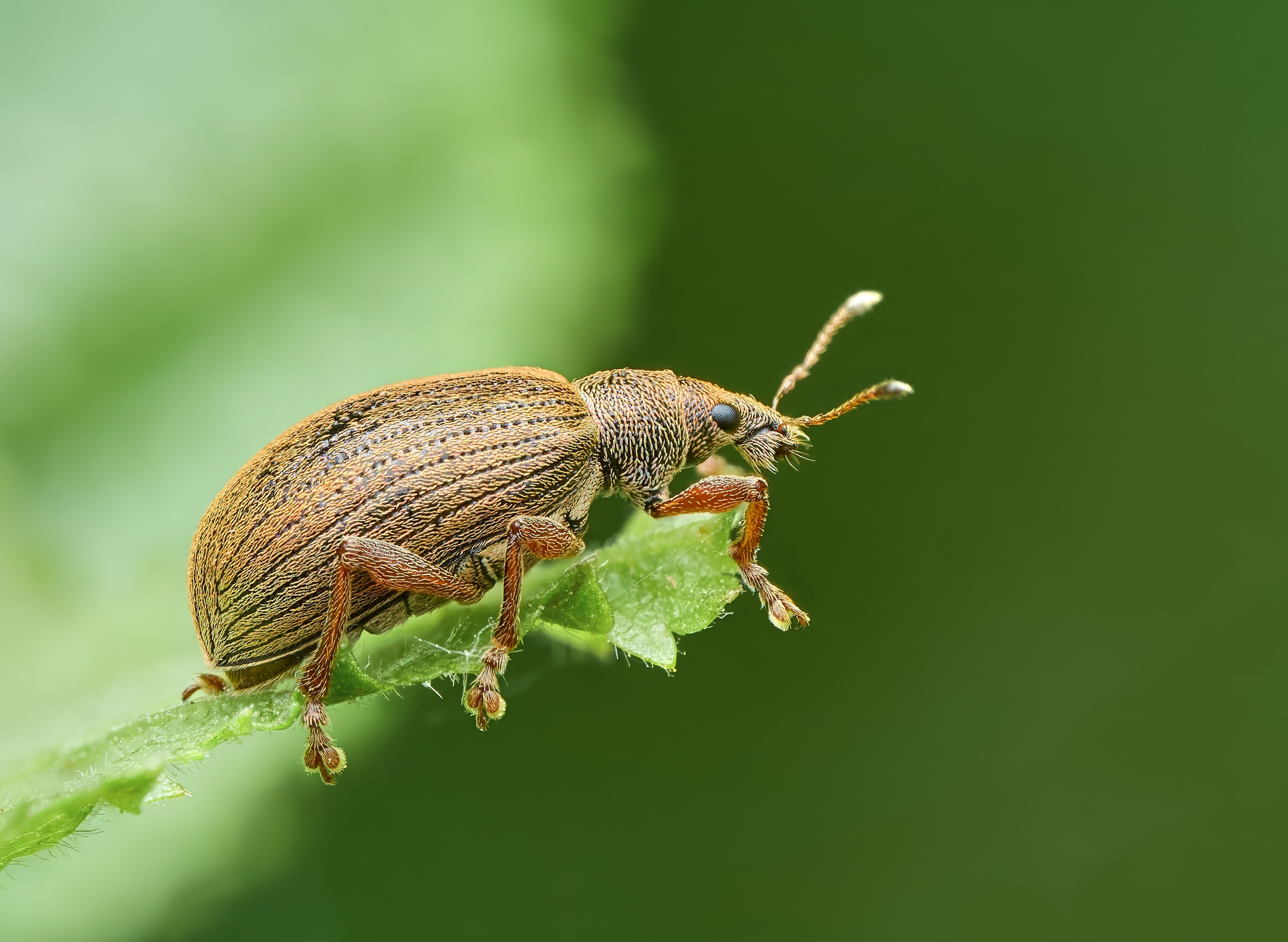 Polydrusus mollis