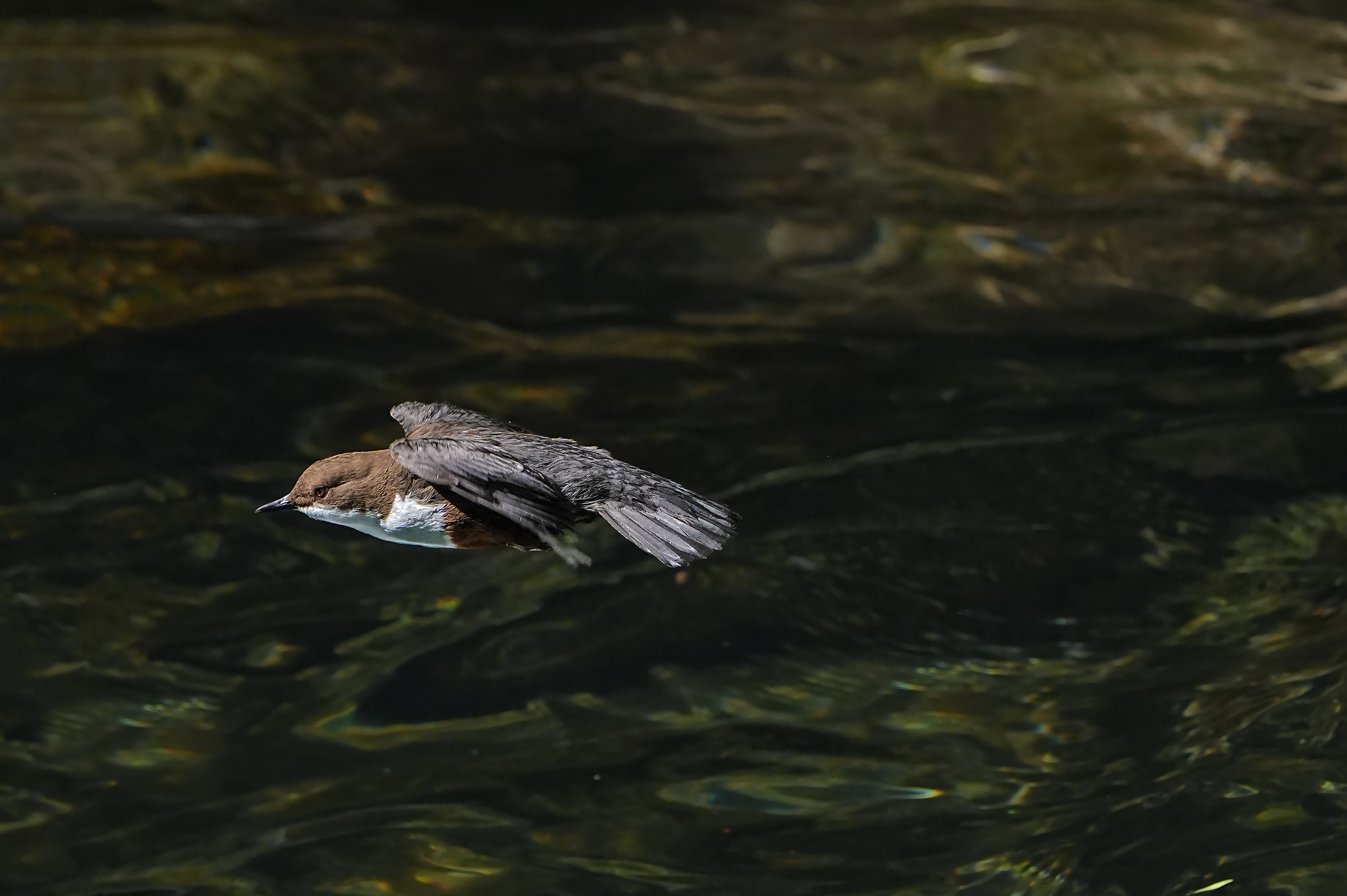 Dipper
