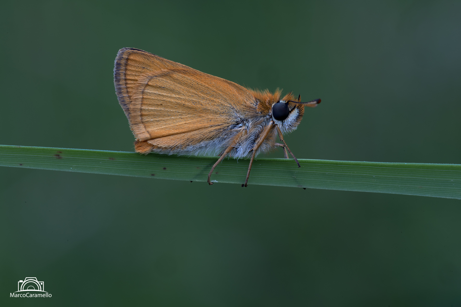 Thymelicus sylvestris