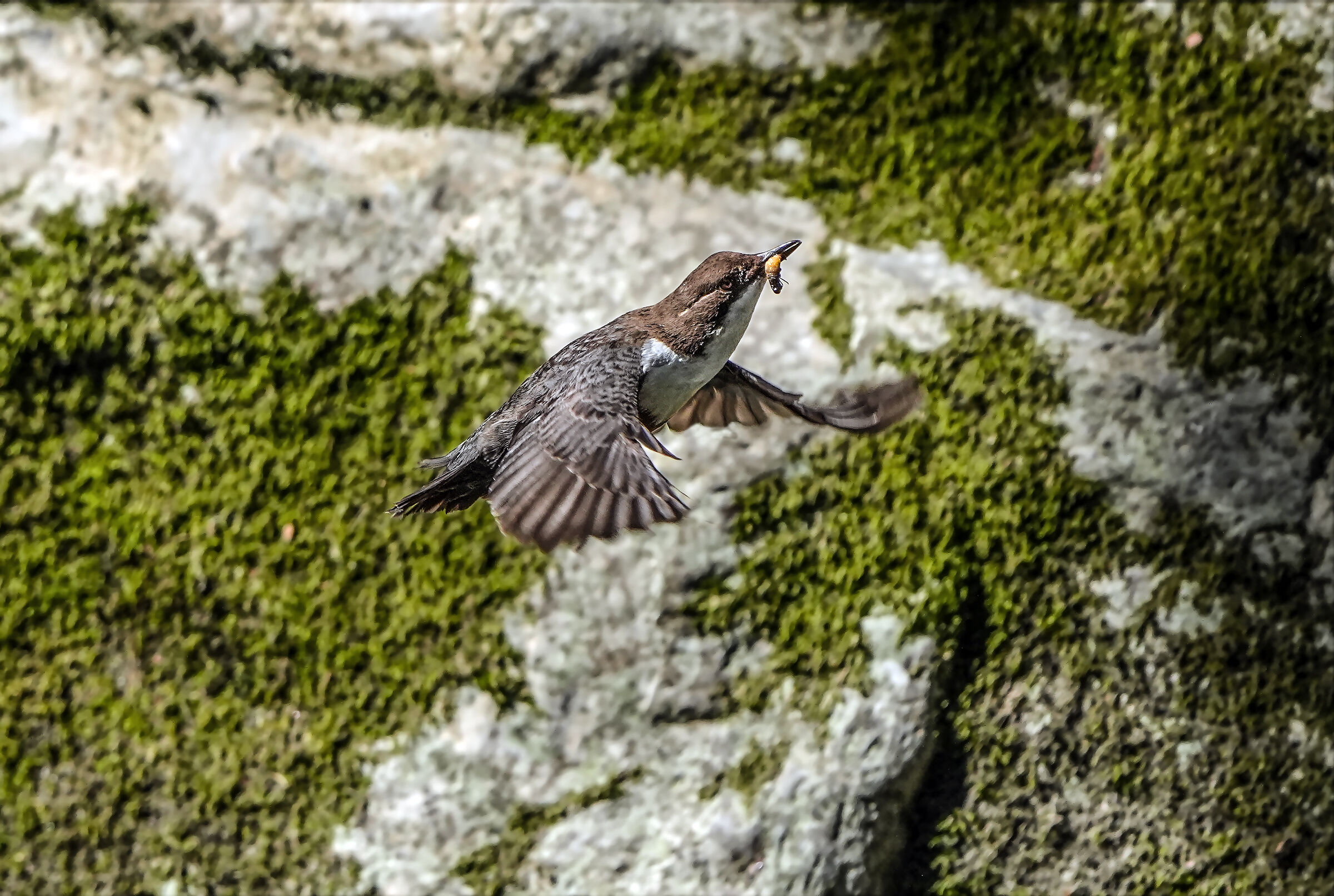 flight with prey