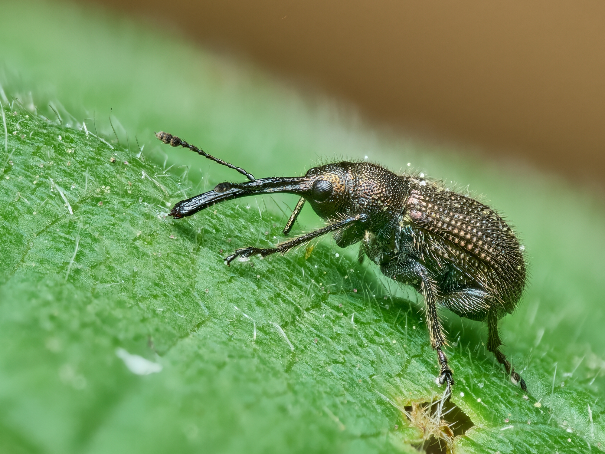 Neocoenorrhinus minutus