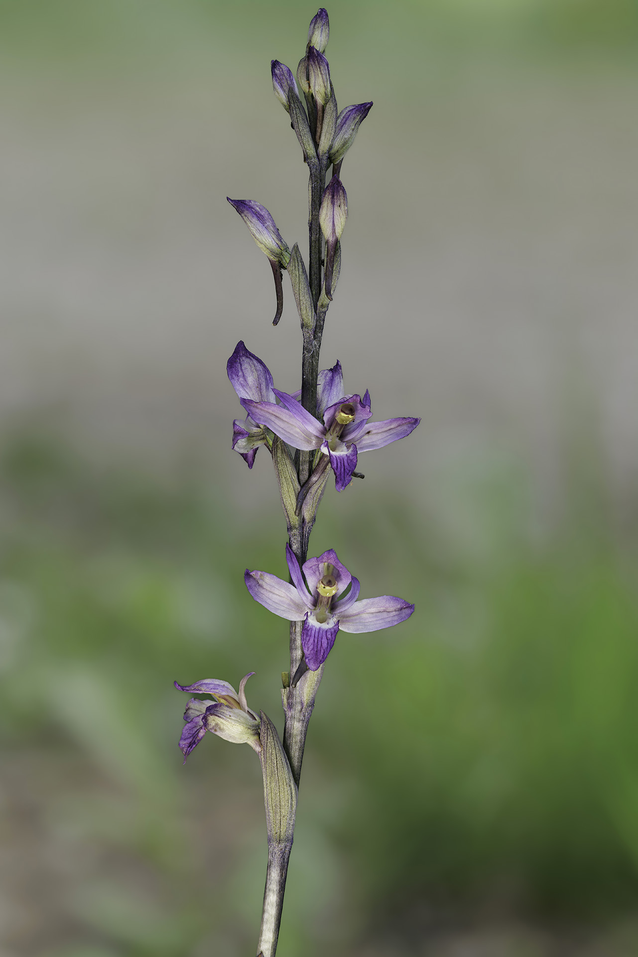 Orchid limodorum abortivum
