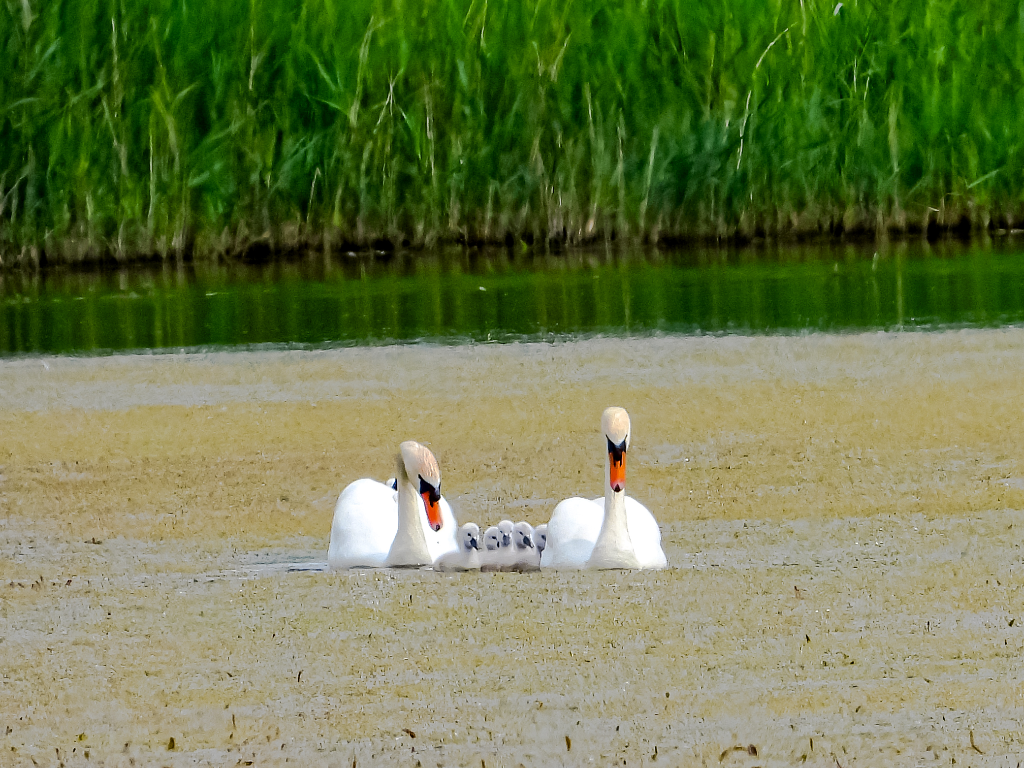 La famiglia del cigno