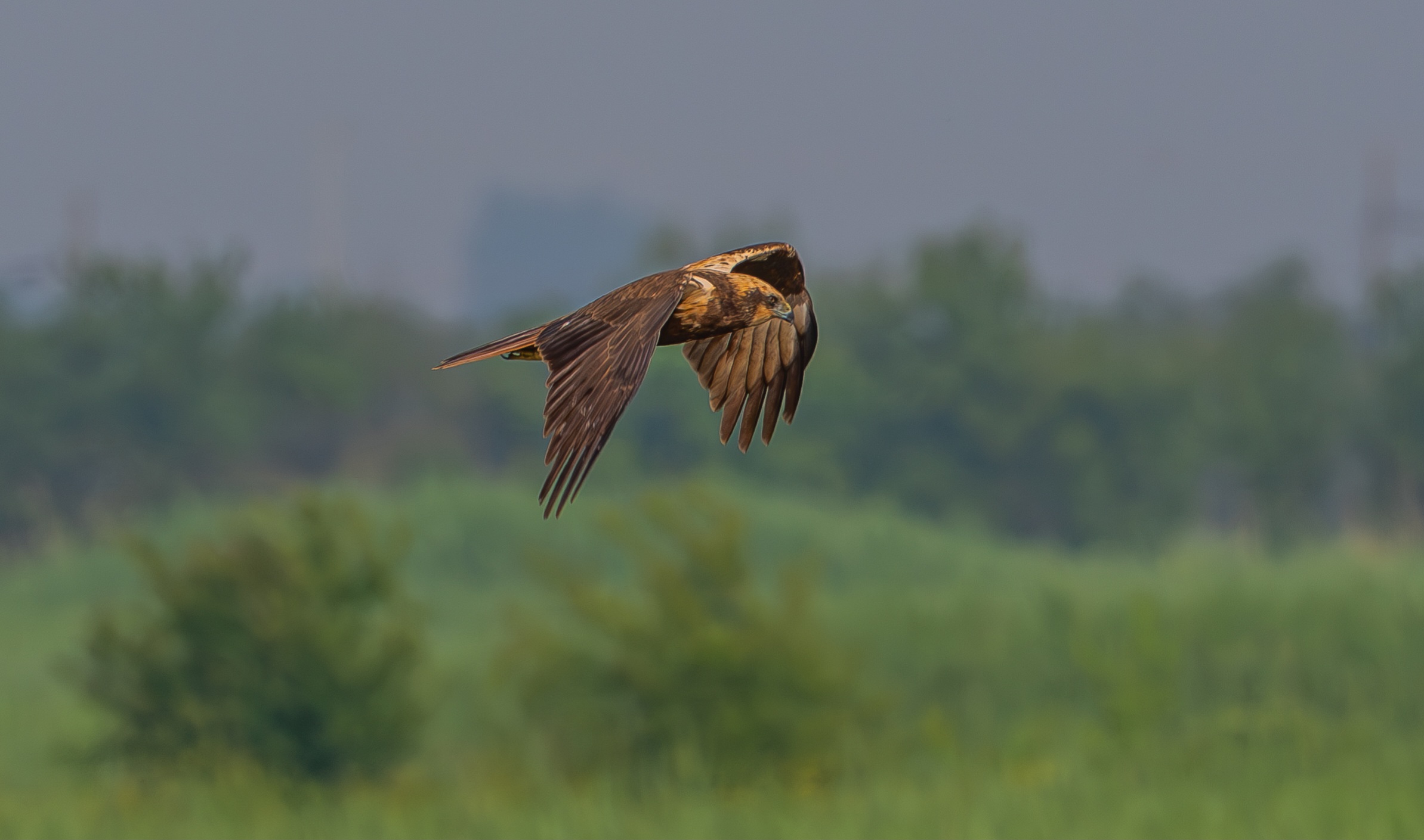 Falco di palude