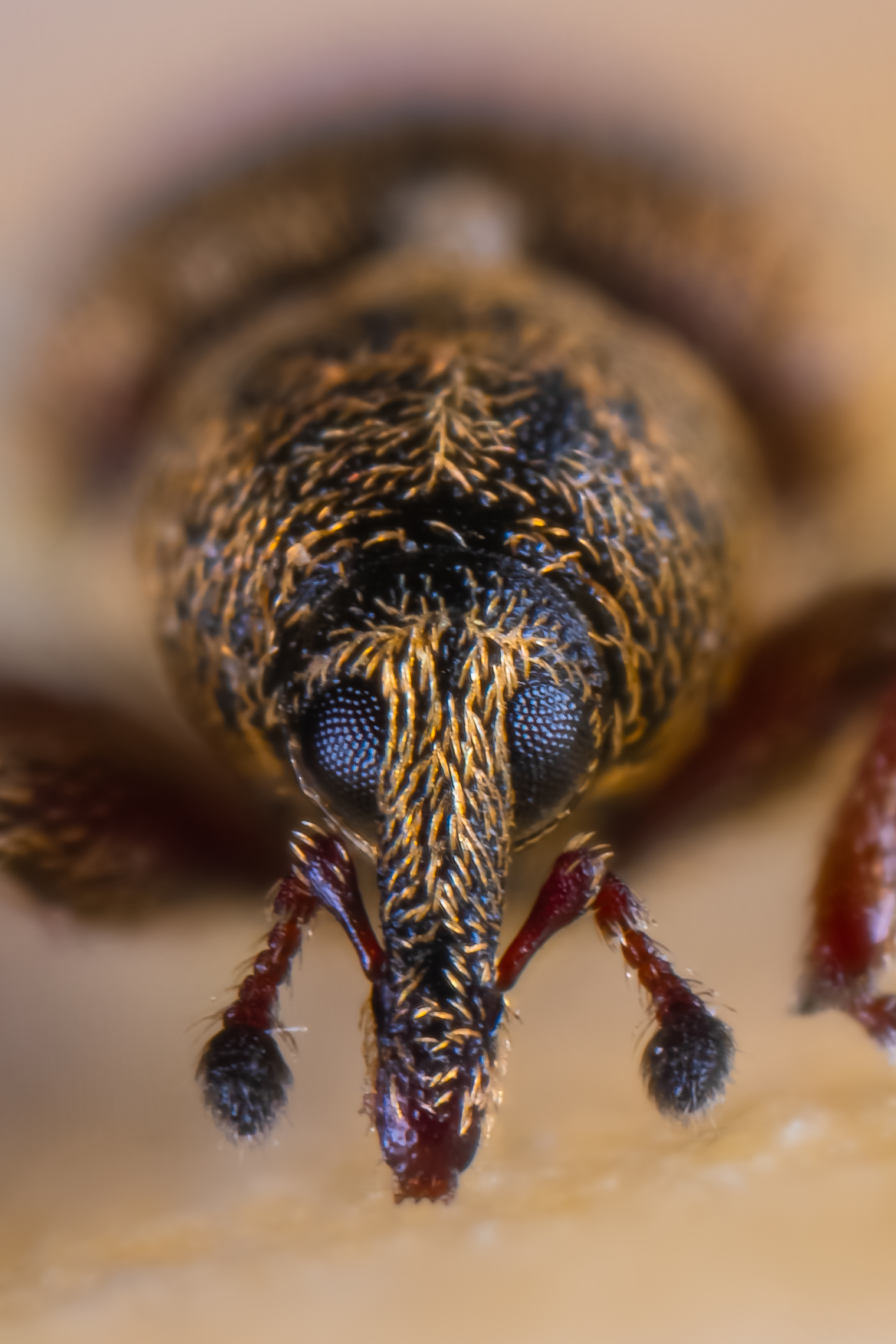 Mecinus Pascuorum
