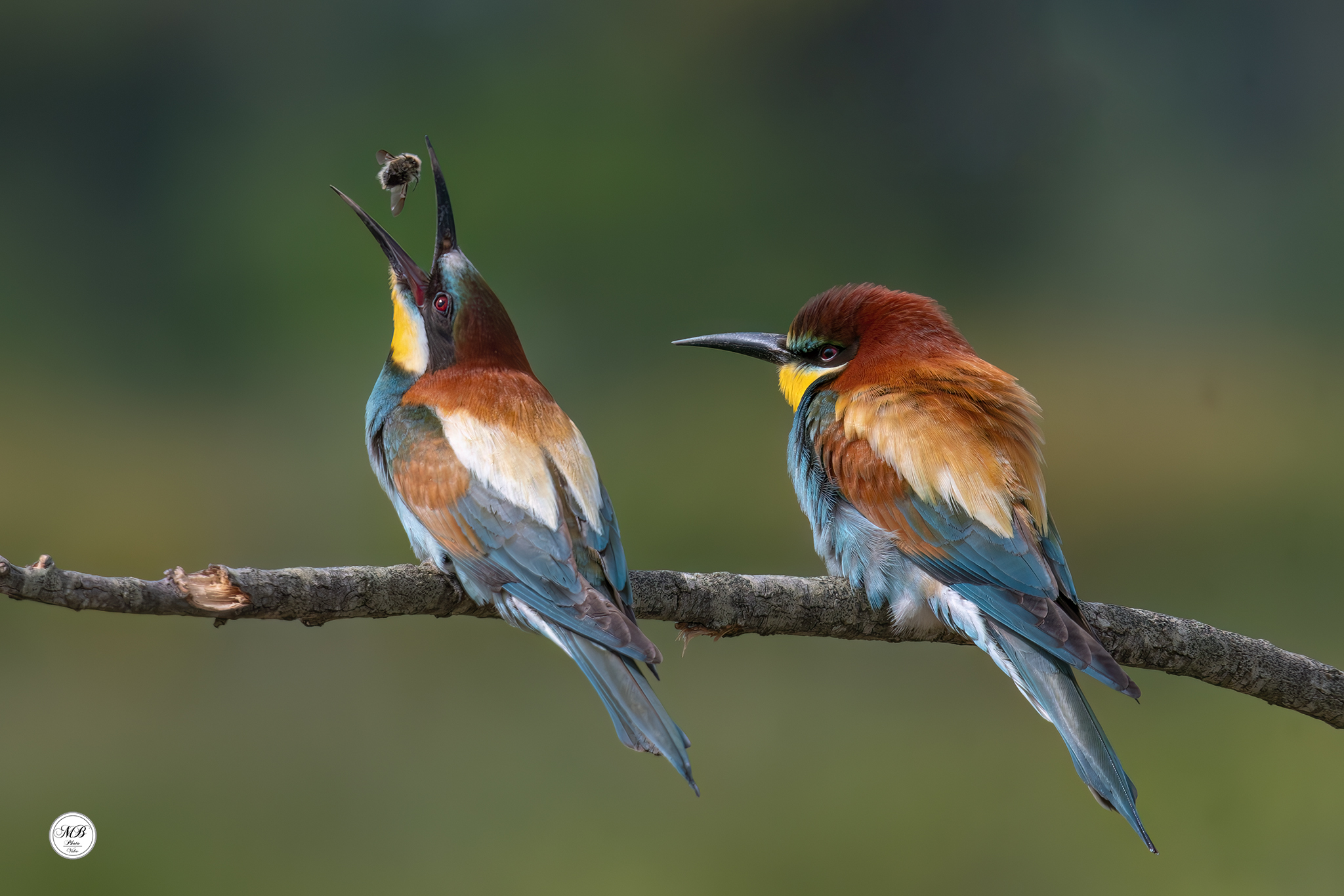 Bee-eaters with prey