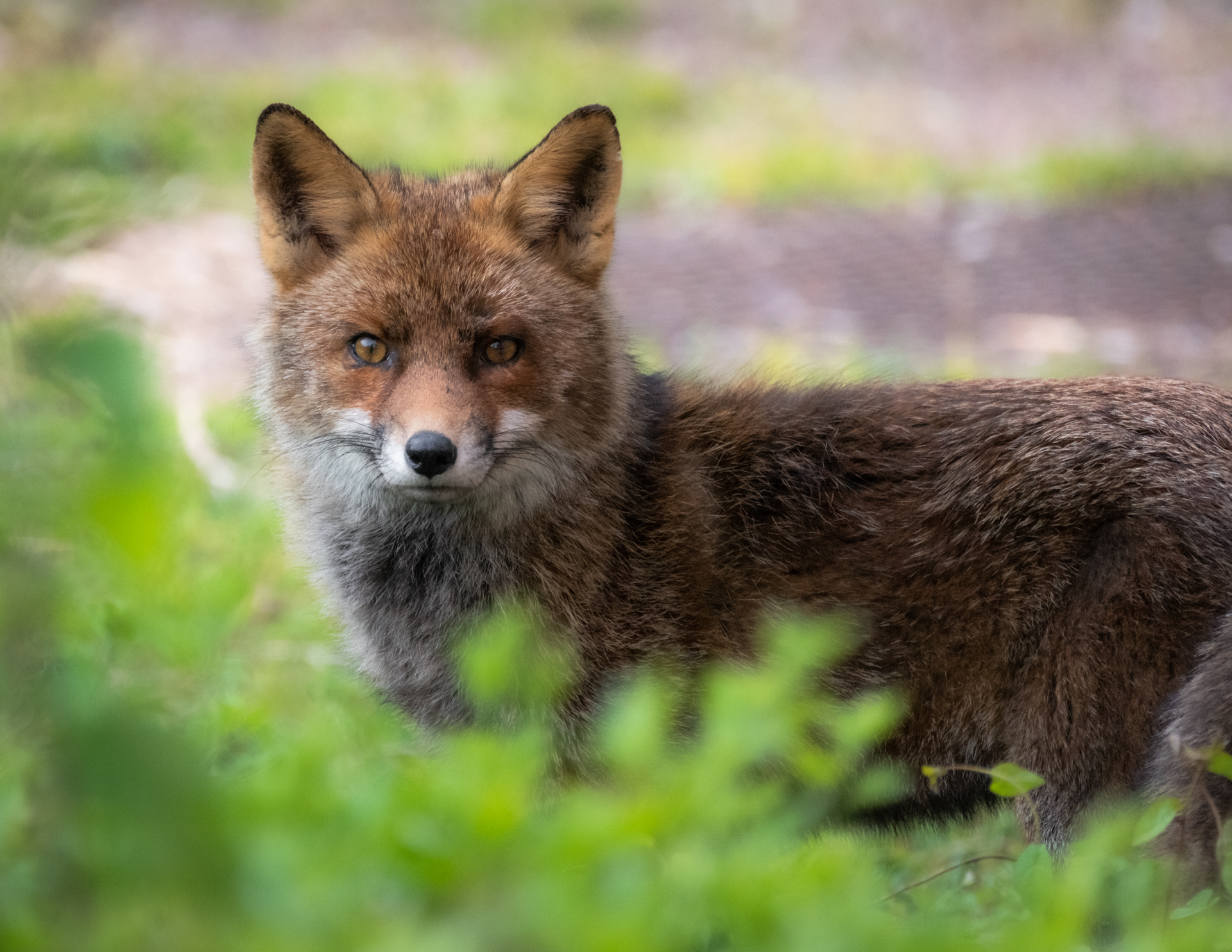 Gli occhi potenti della natura
