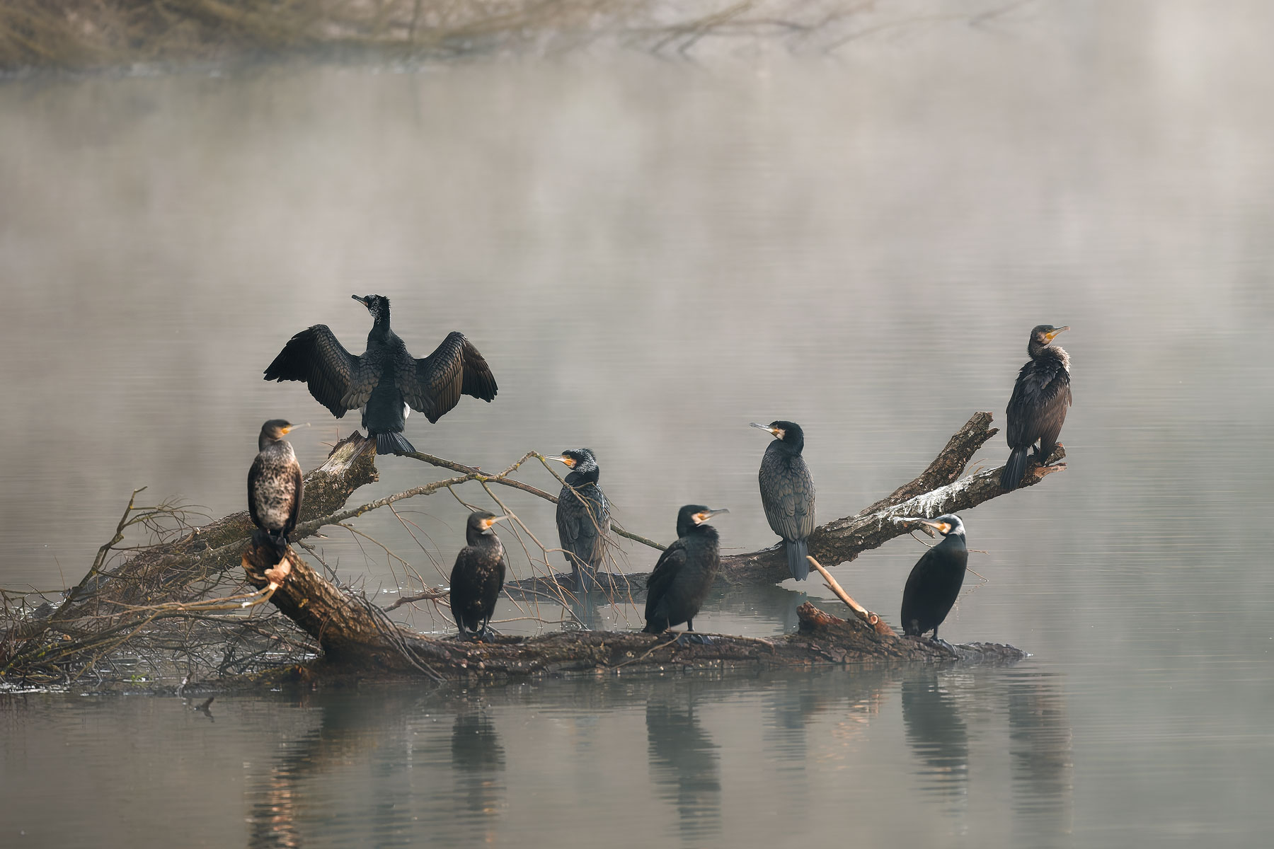 Cormorants