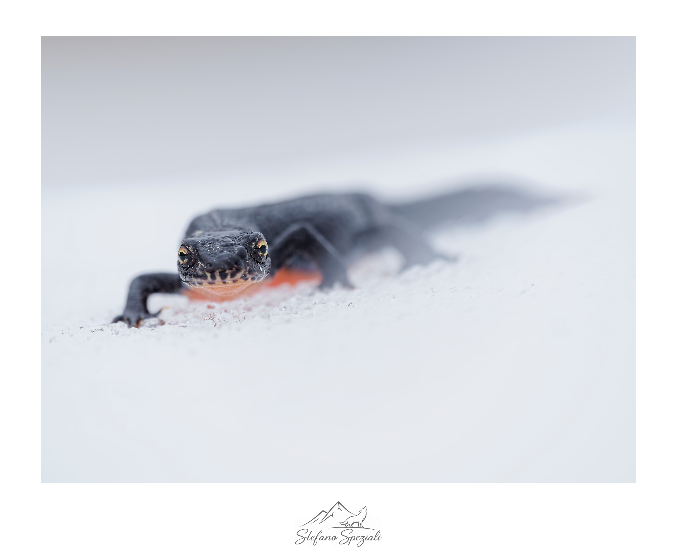 Alpine newt - Ichthyosaura alpestris