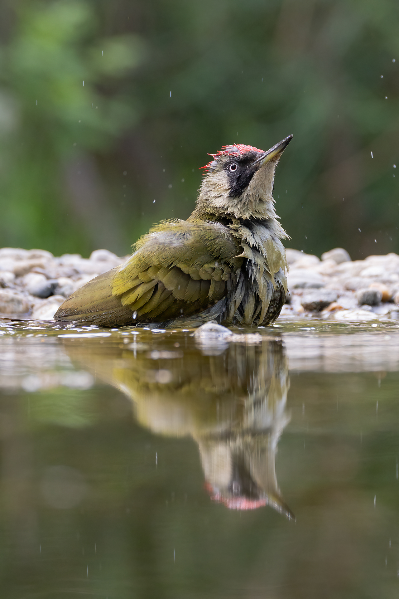 Picchio verde