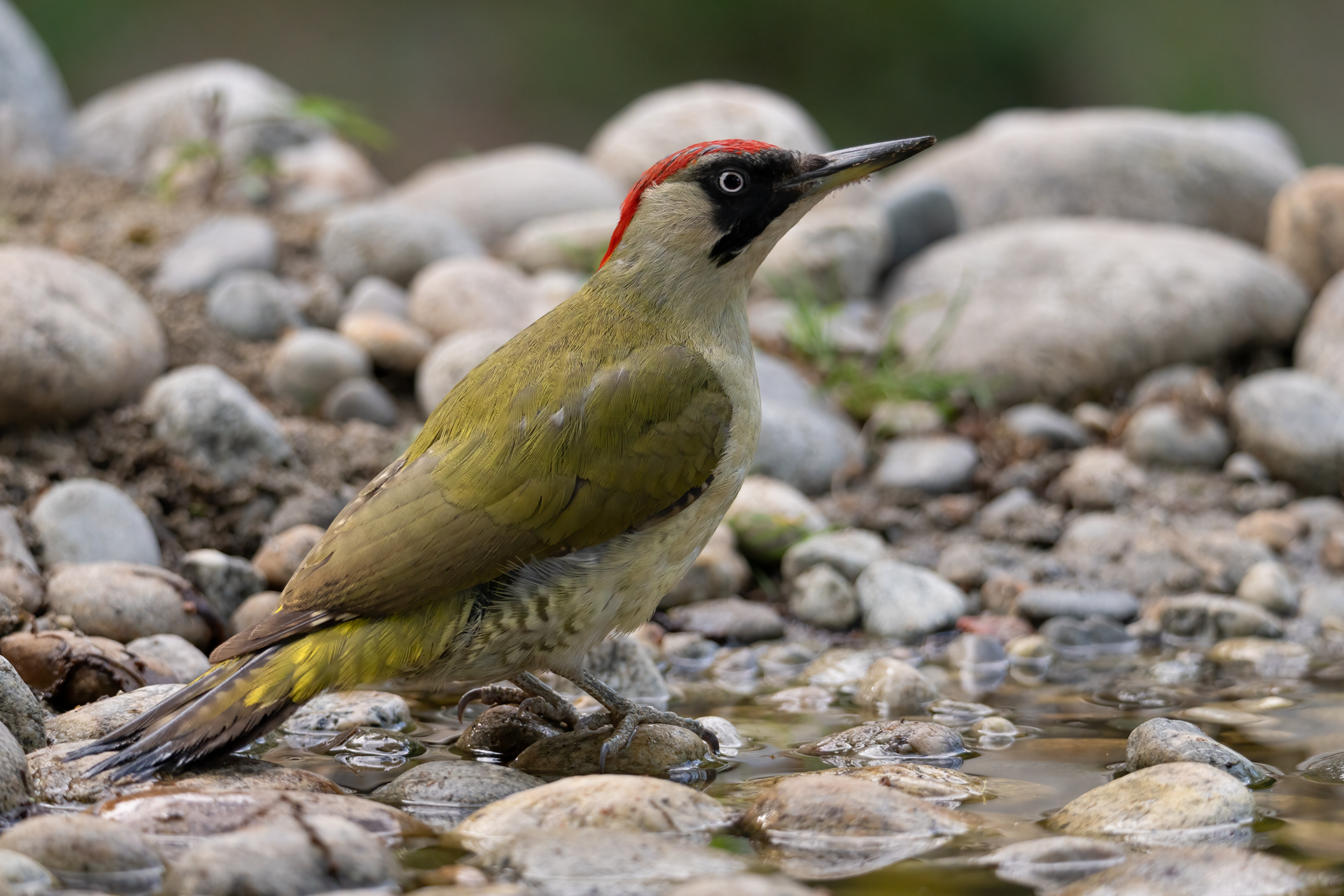 Picchio verde