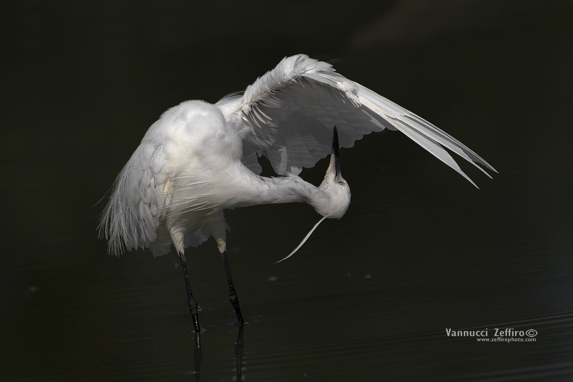 Egret control