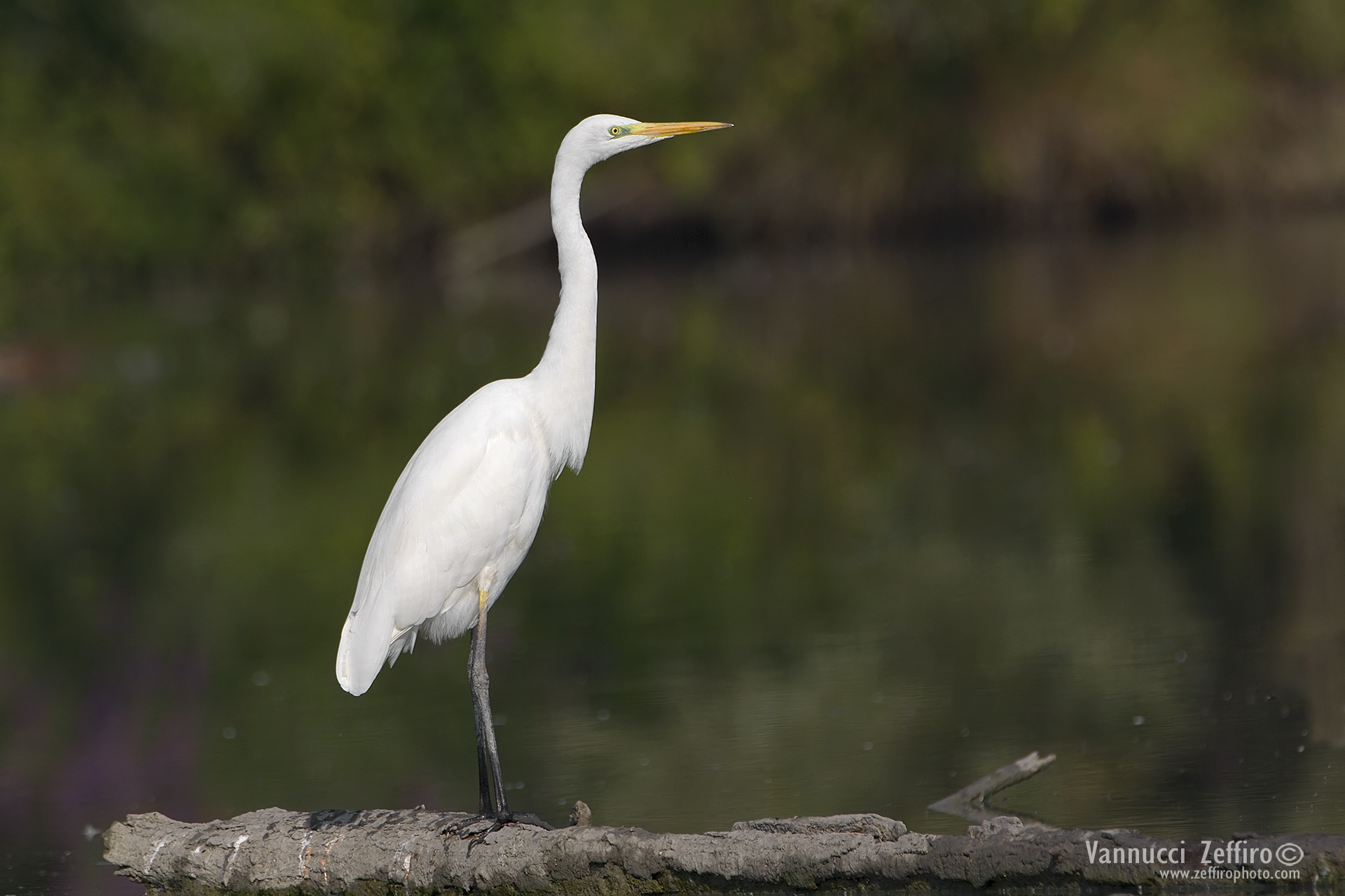 Egret