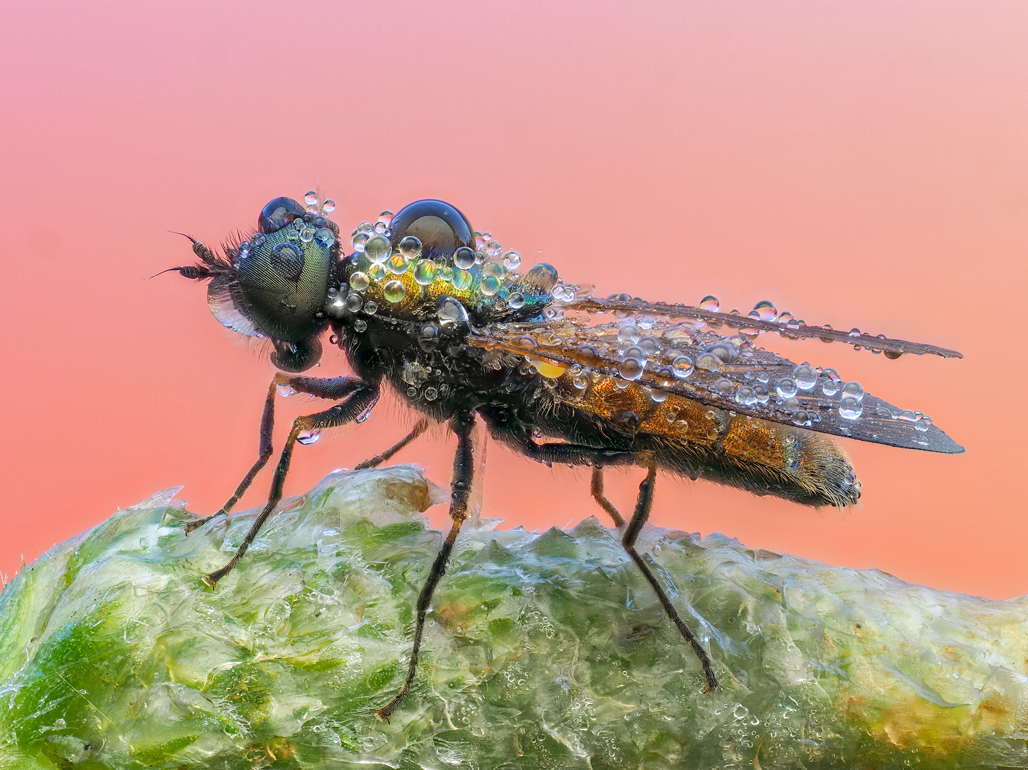 Chloromia sp.