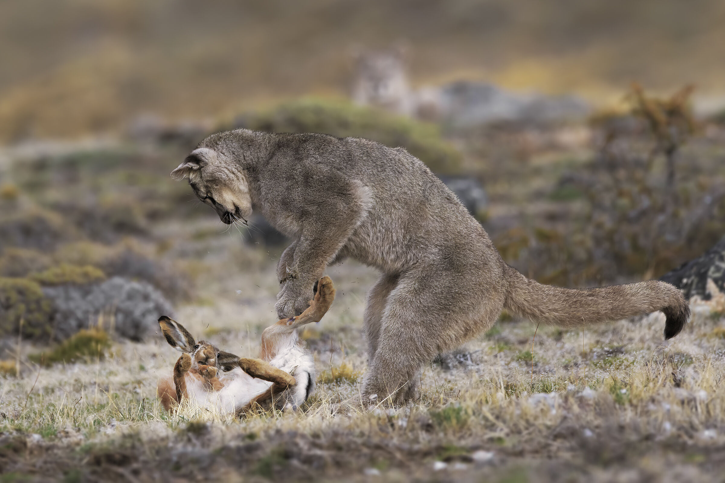 Dynasties Puma