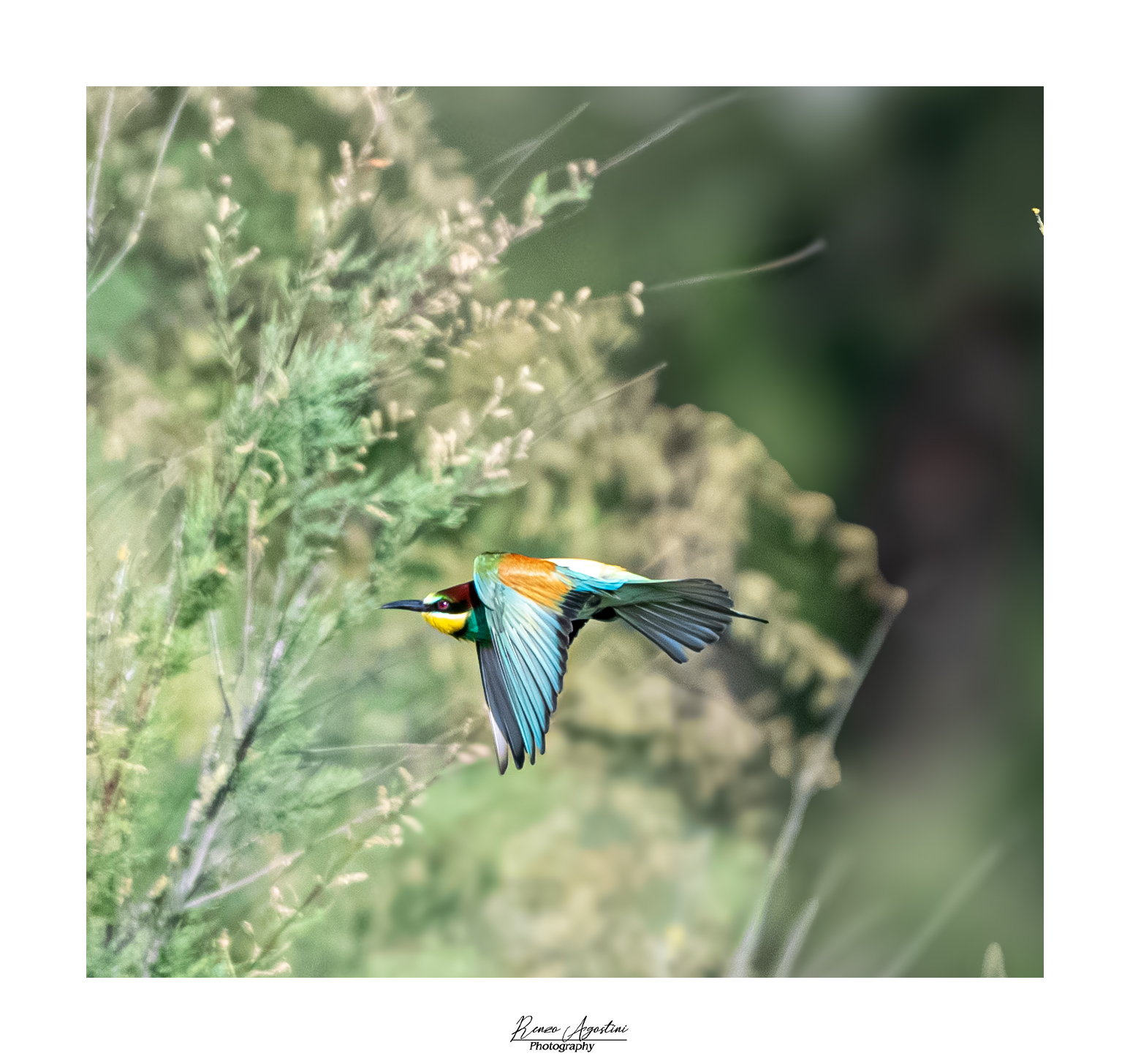 Bee-eater... on reconnaissance.