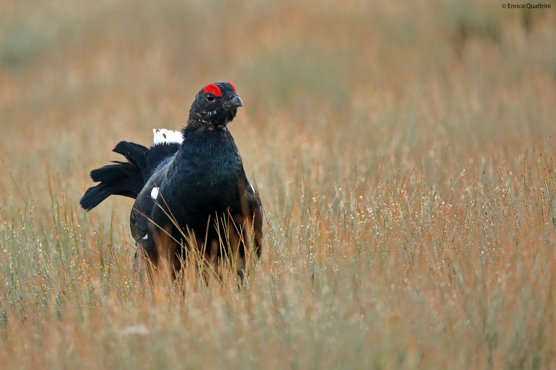 Black grouse