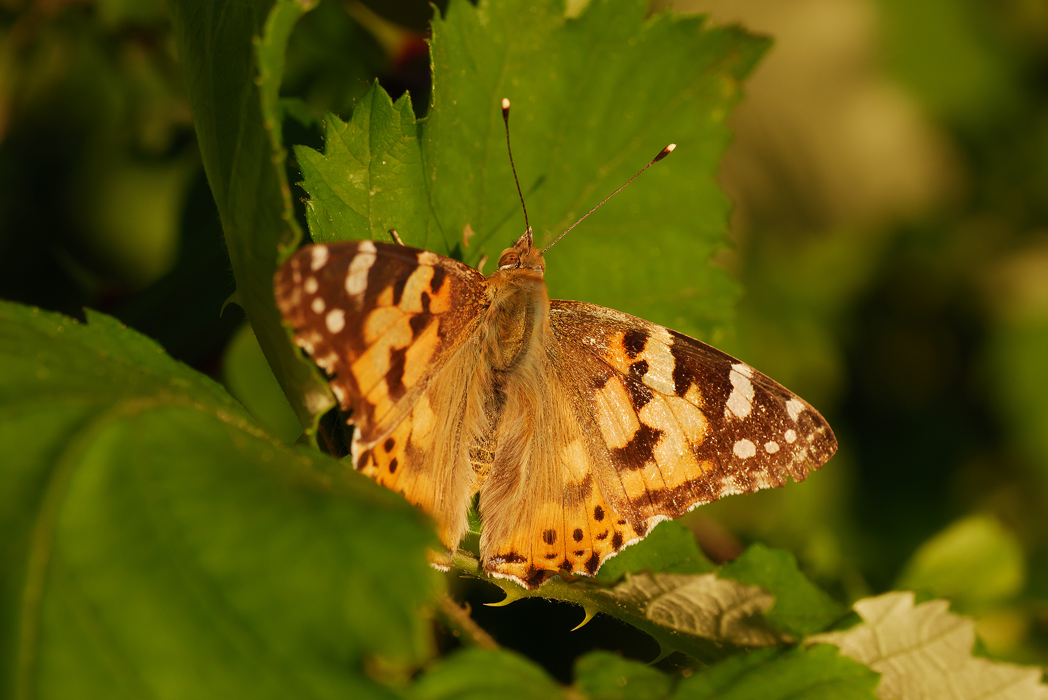 Vanessa Cardui