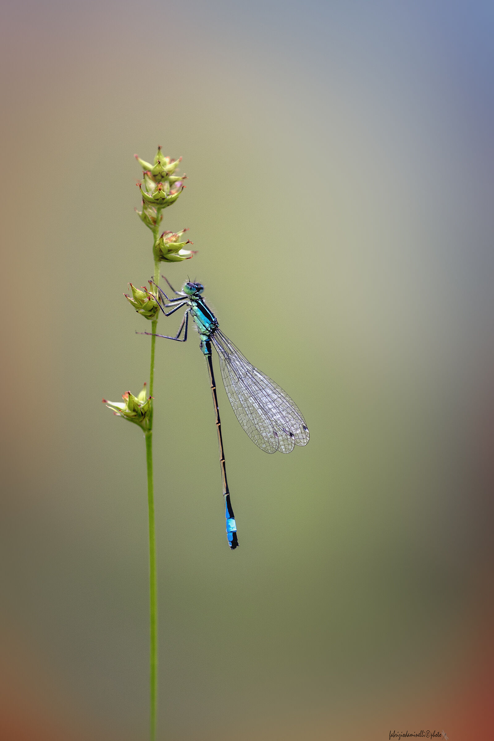 Ischnura elegans