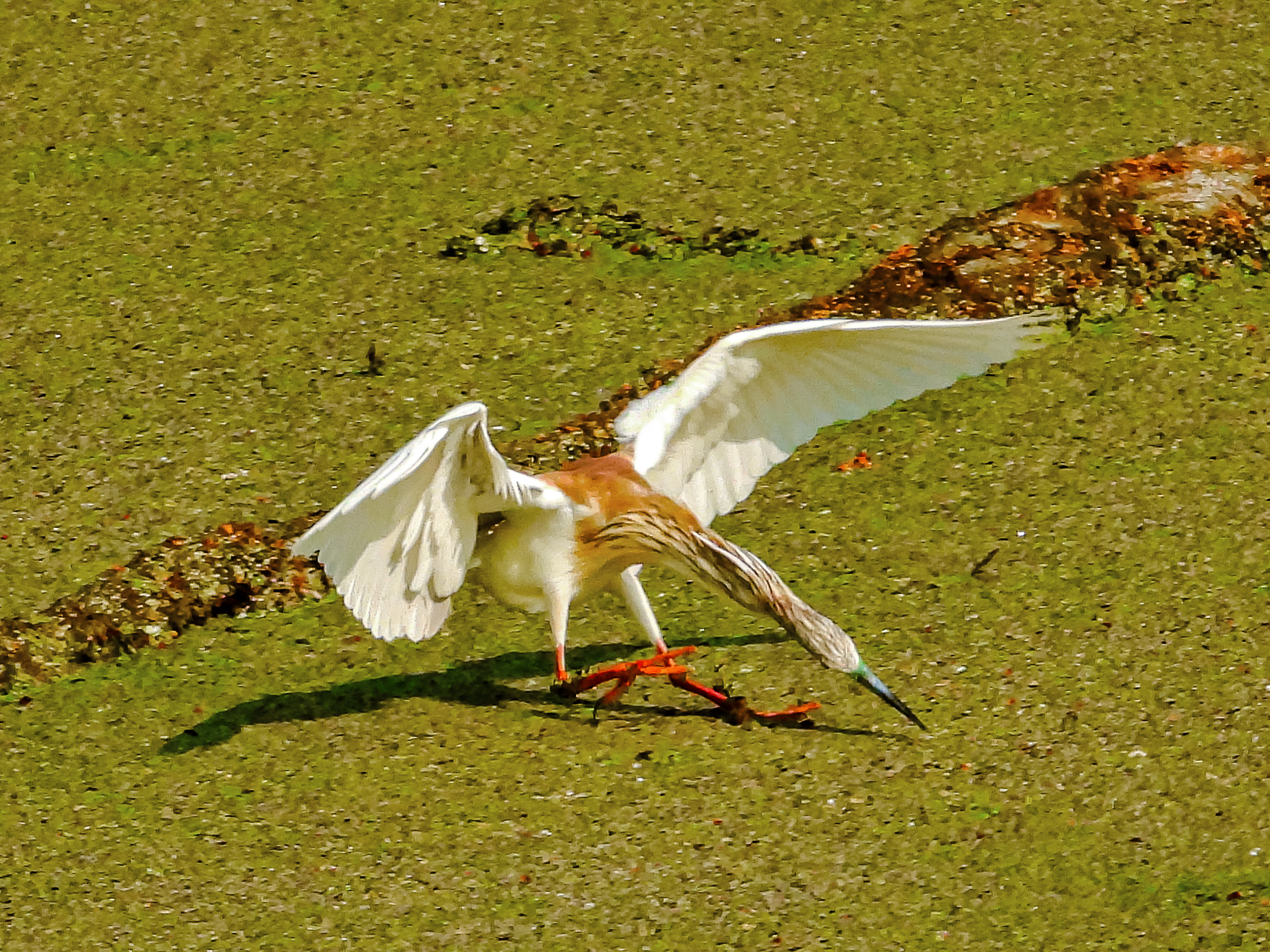 Sgarza ciuffetto
