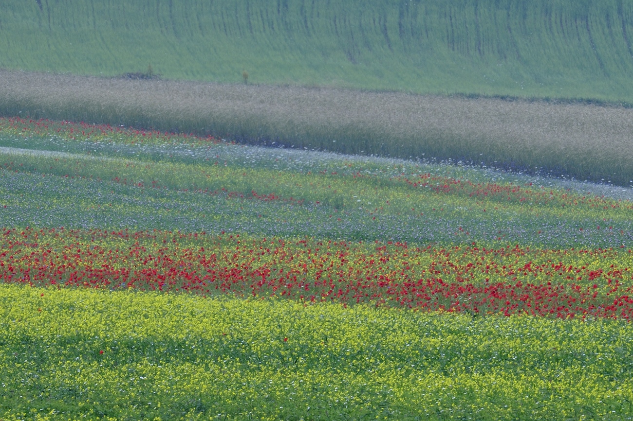Geometria di Castelluccio 4