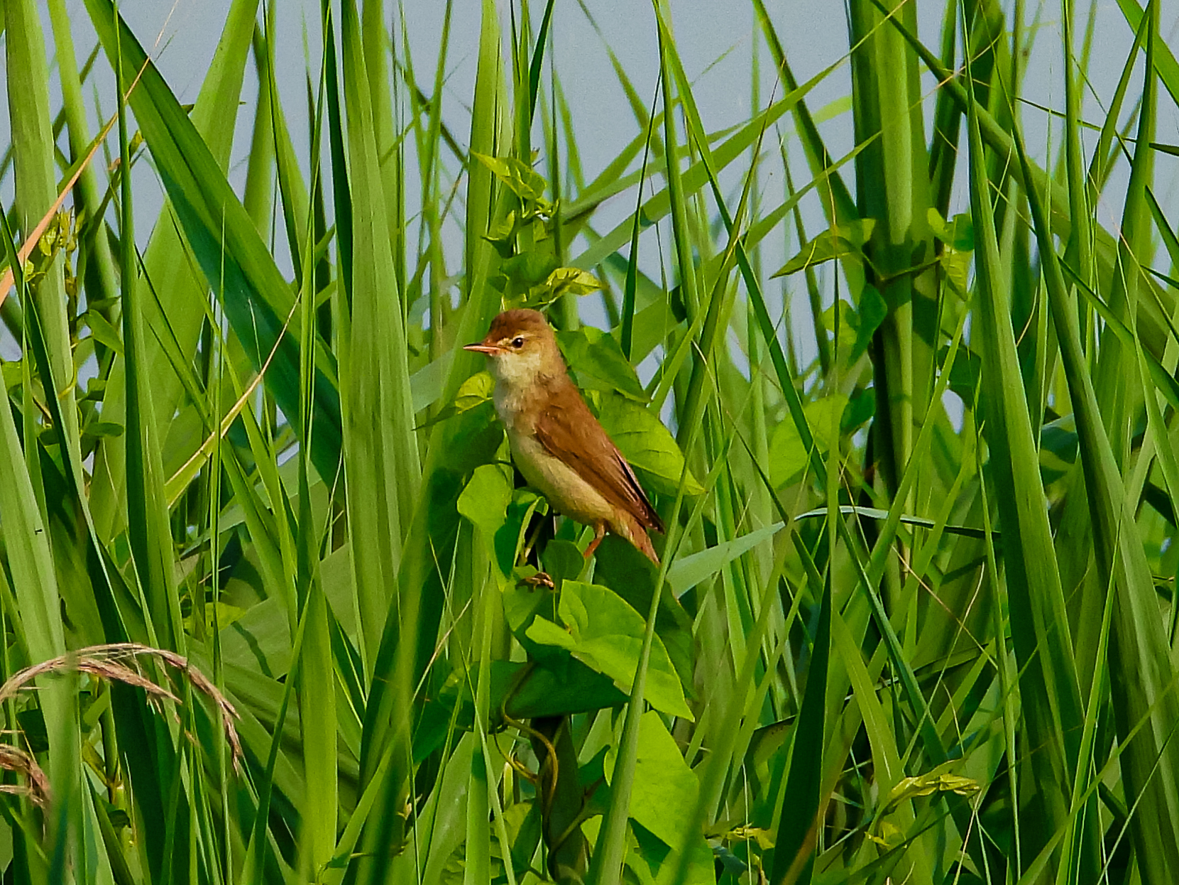 Canapino