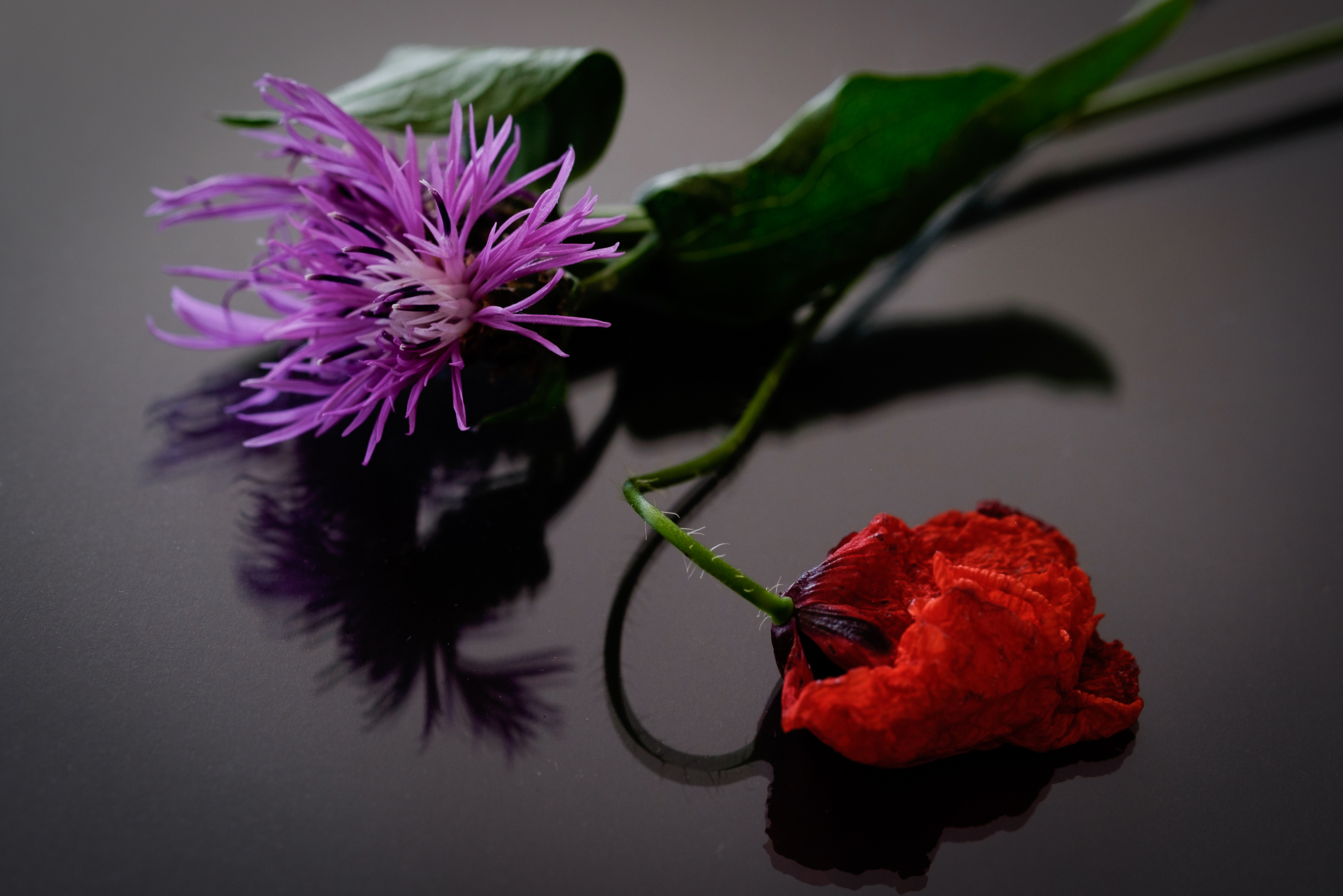 Flowers recisi_2