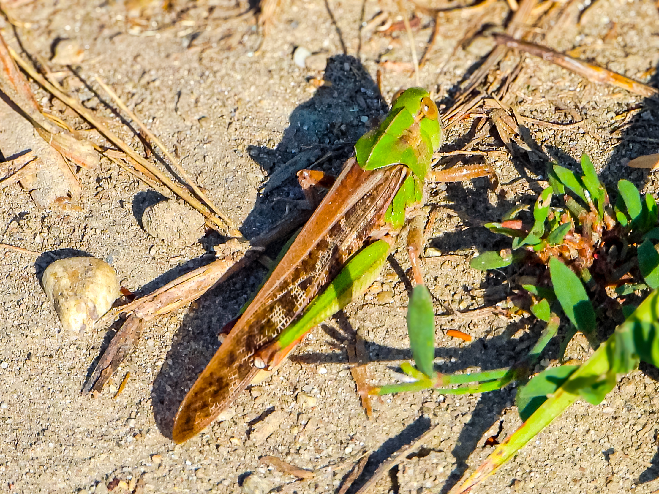 Locusta migratoria