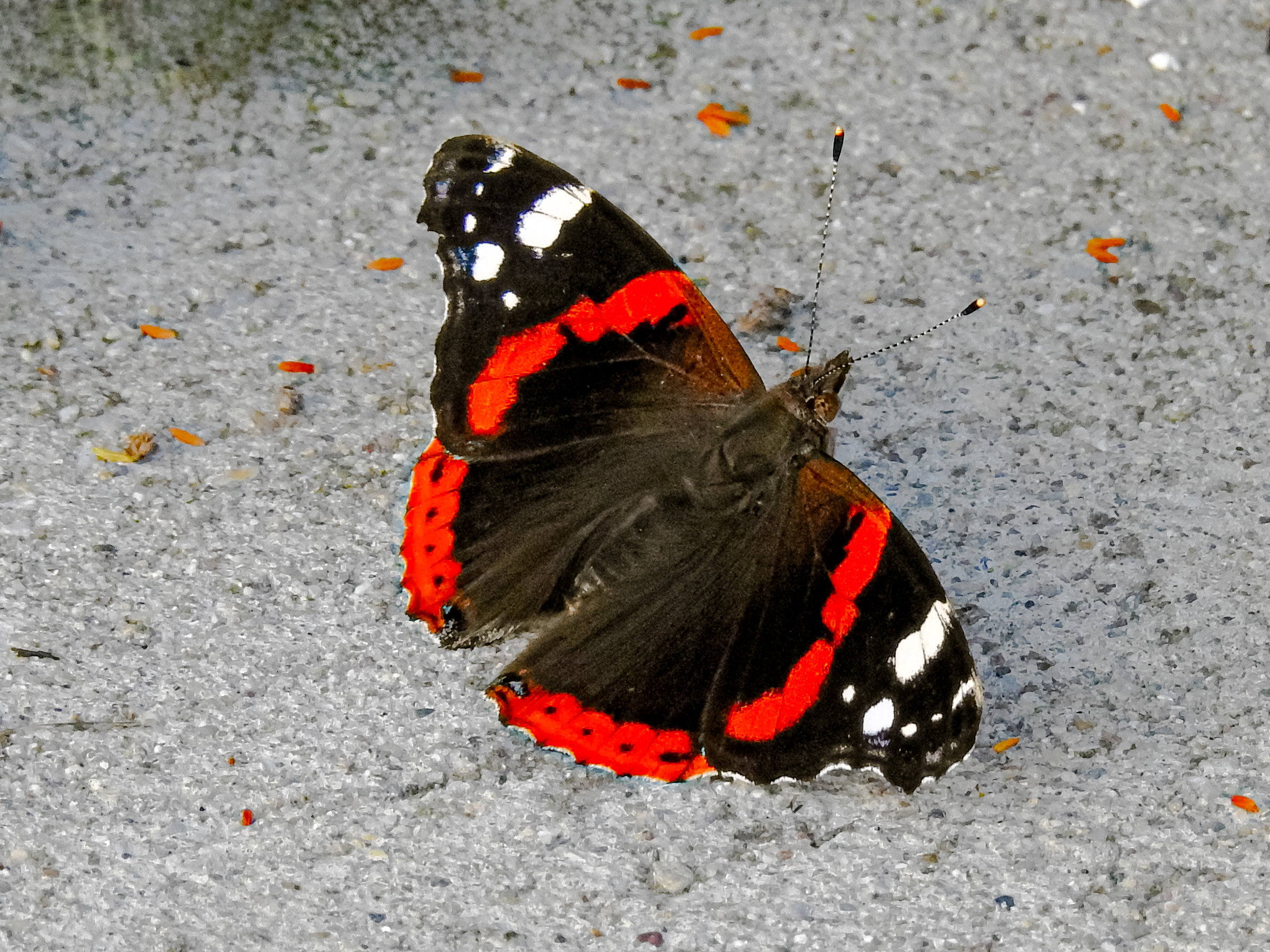 Vanessa atalanta