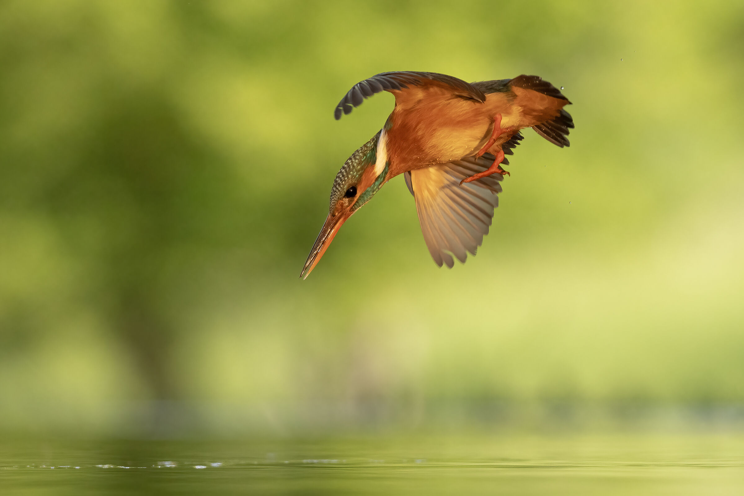 The dive