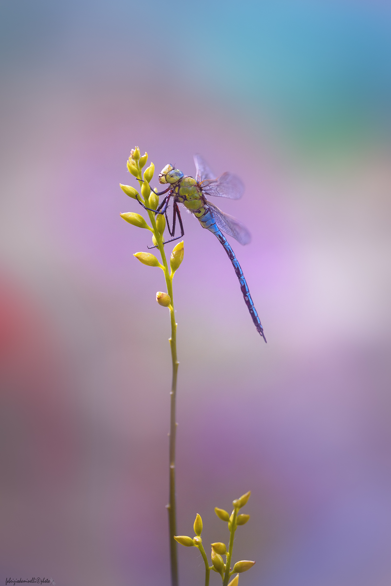 Anax imperator