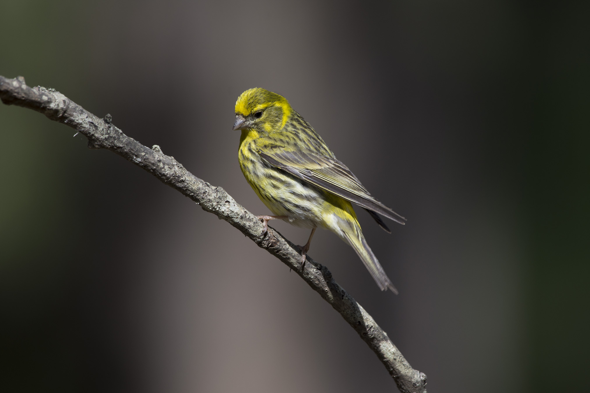 European serin