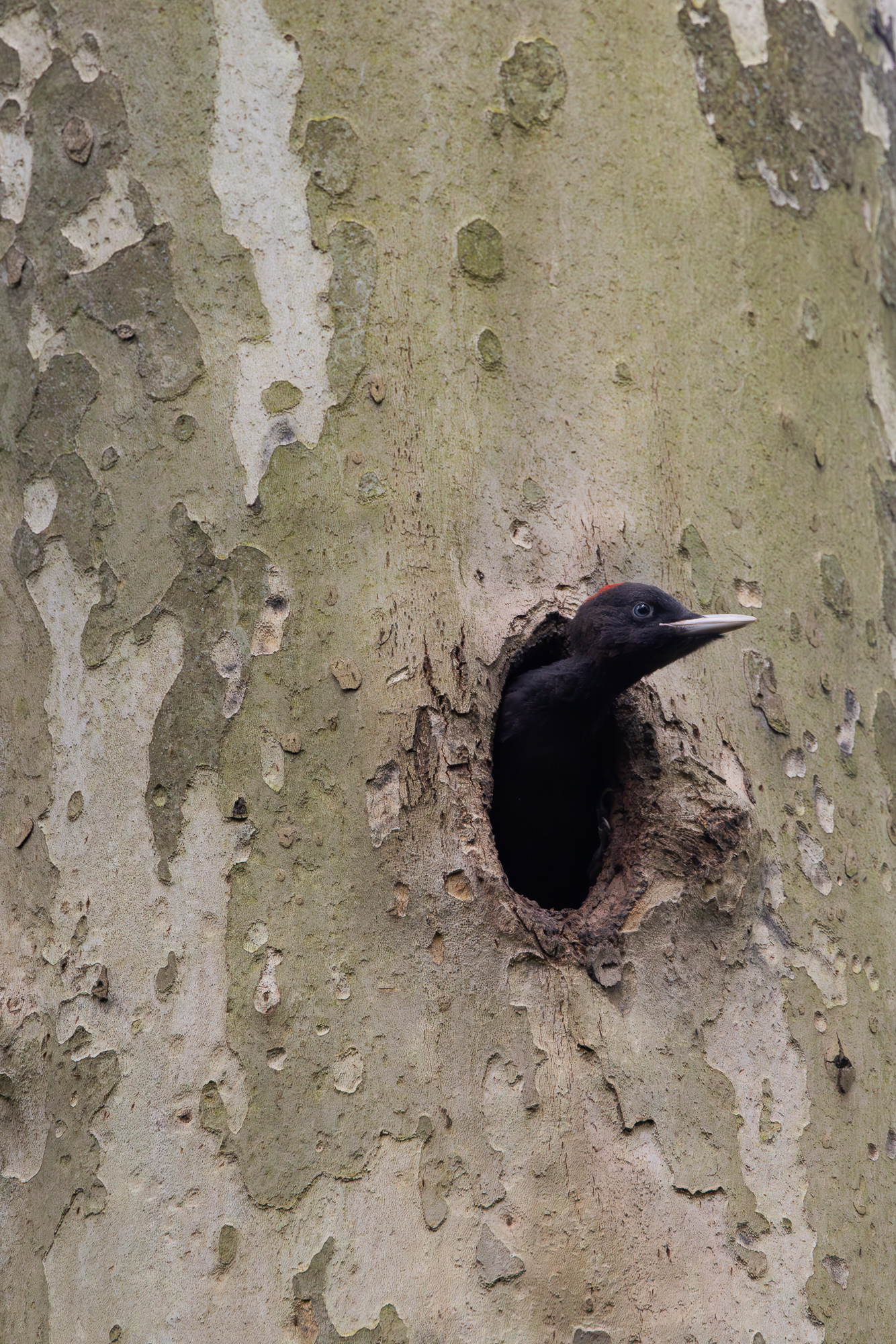 Young Black Woodpecker